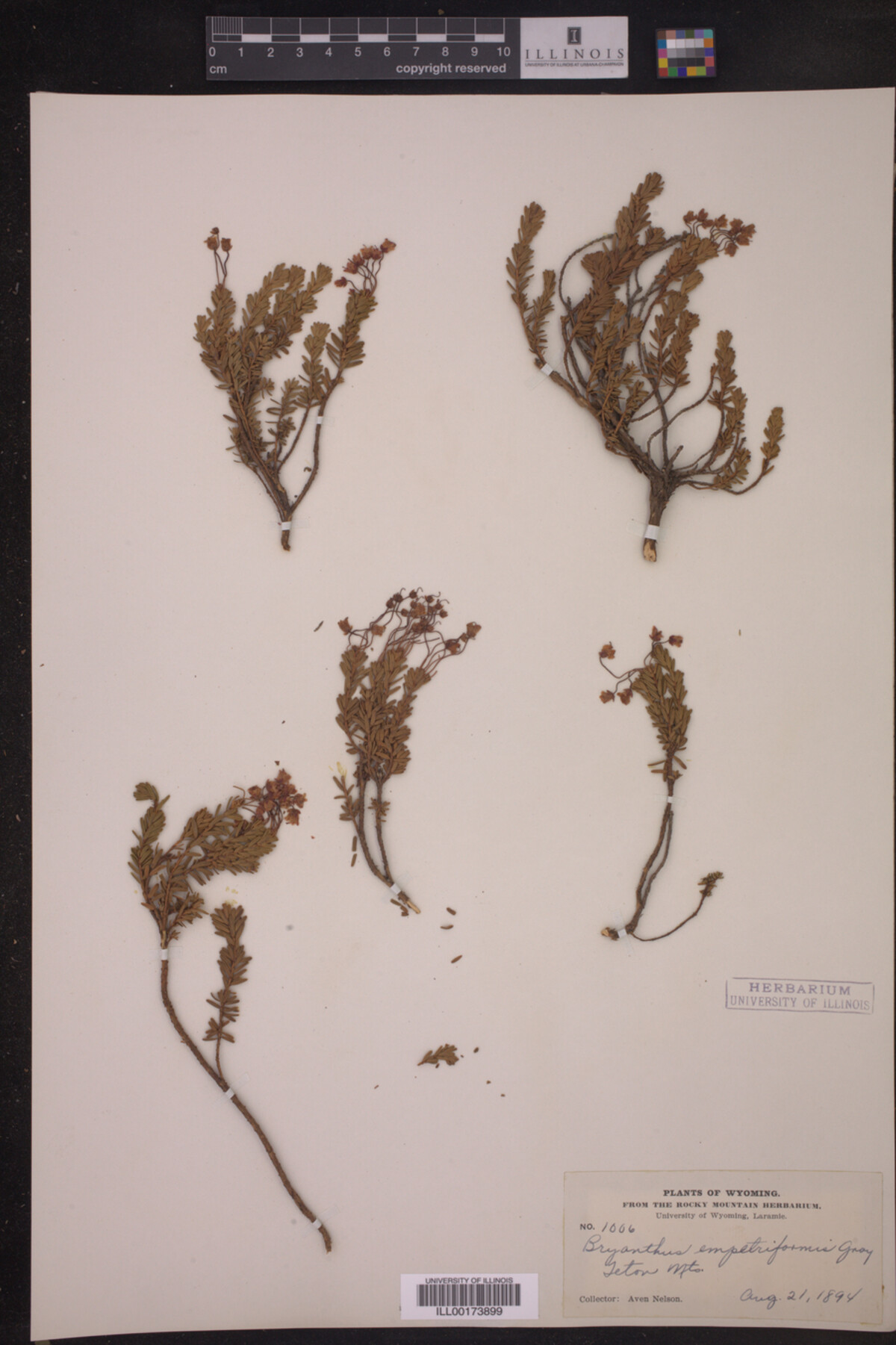 Ericaceae image