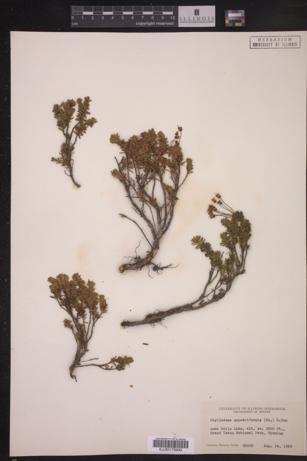 Phyllodoce empetriformis image