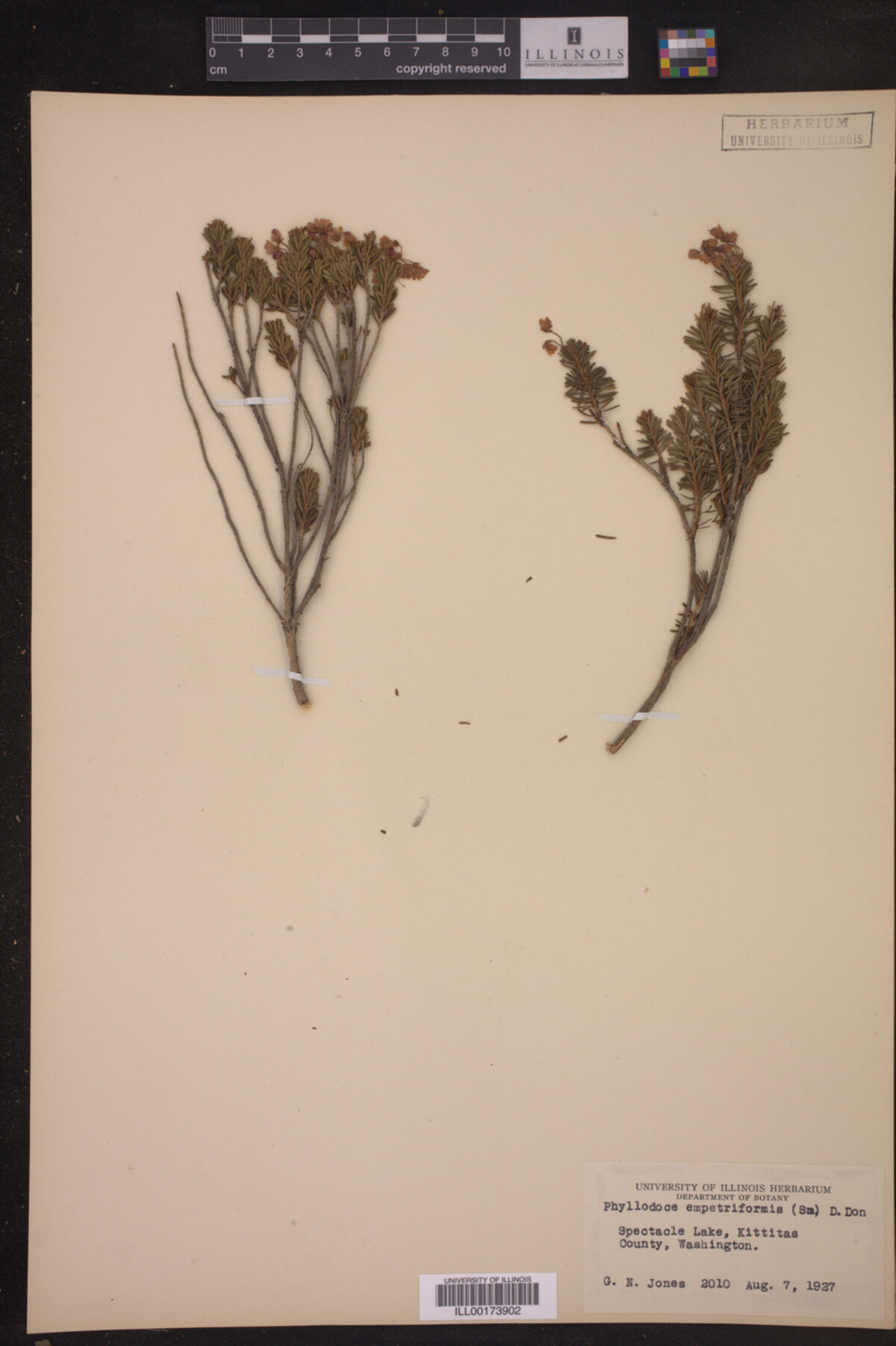Phyllodoce image