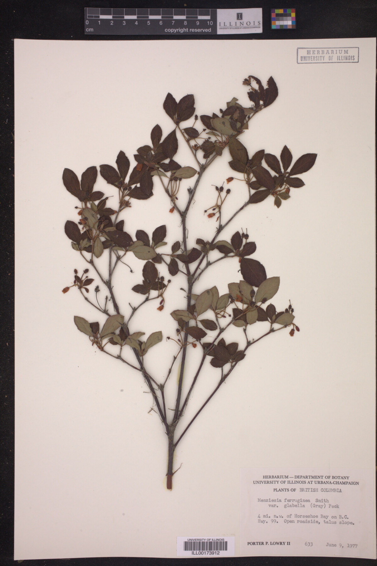 Menziesia ferruginea var. glabella image