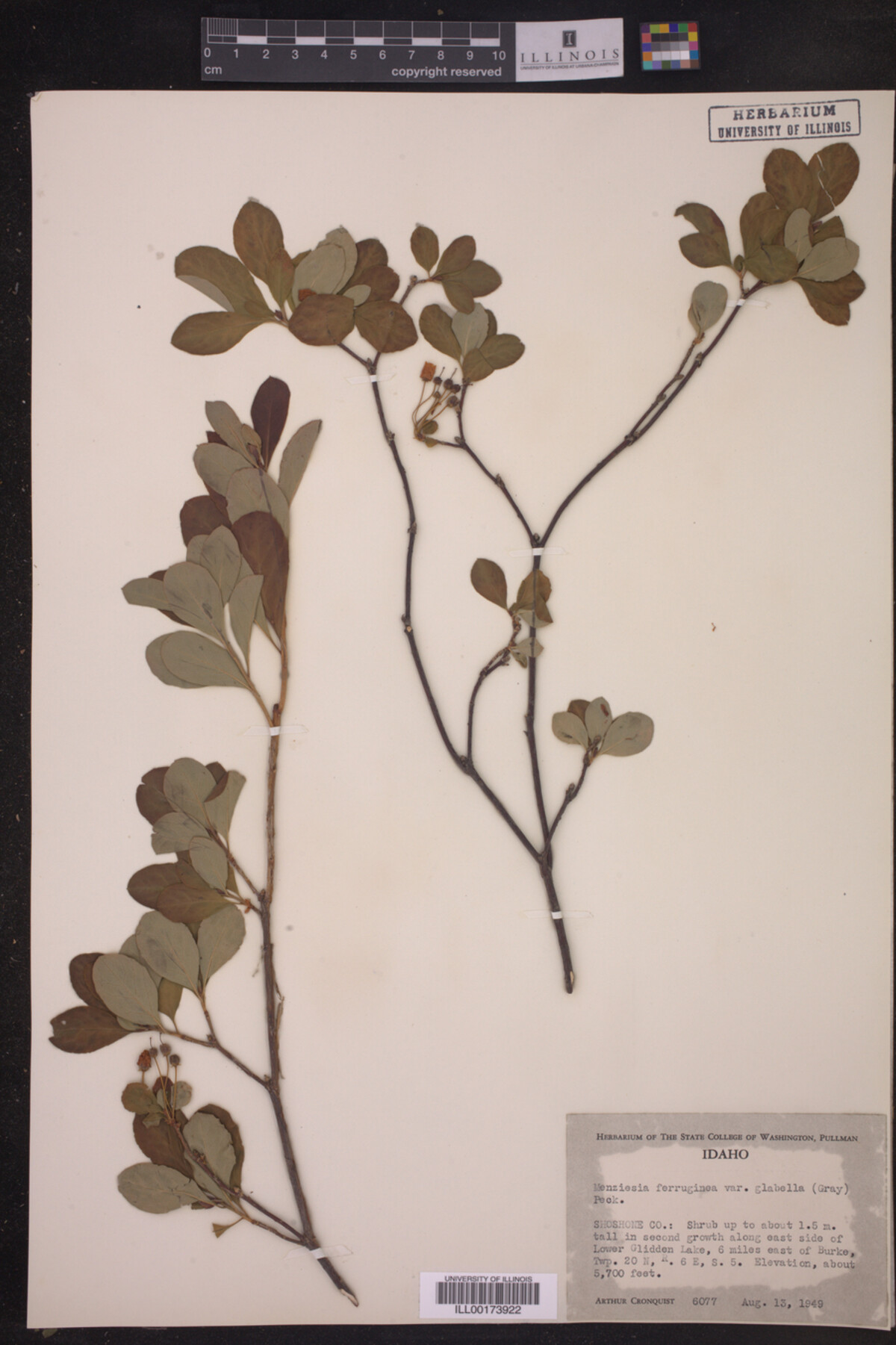 Menziesia ferruginea var. glabella image