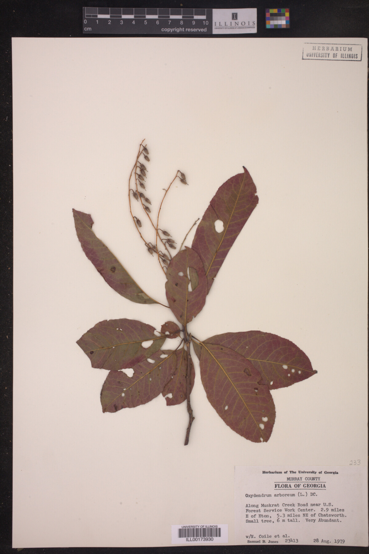 Oxydendrum arboreum image