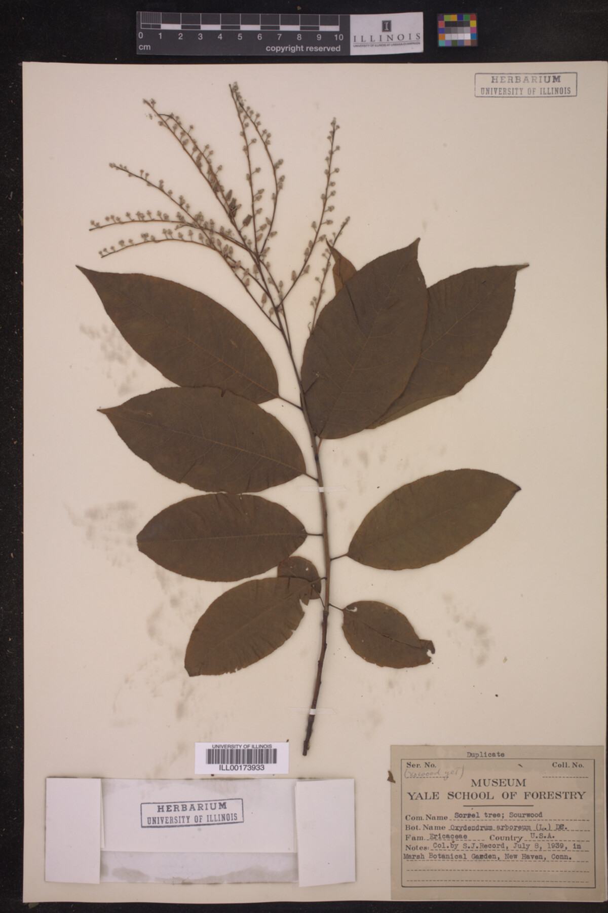 Oxydendrum arboreum image