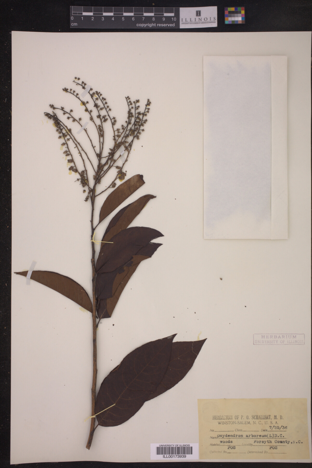 Oxydendrum arboreum image