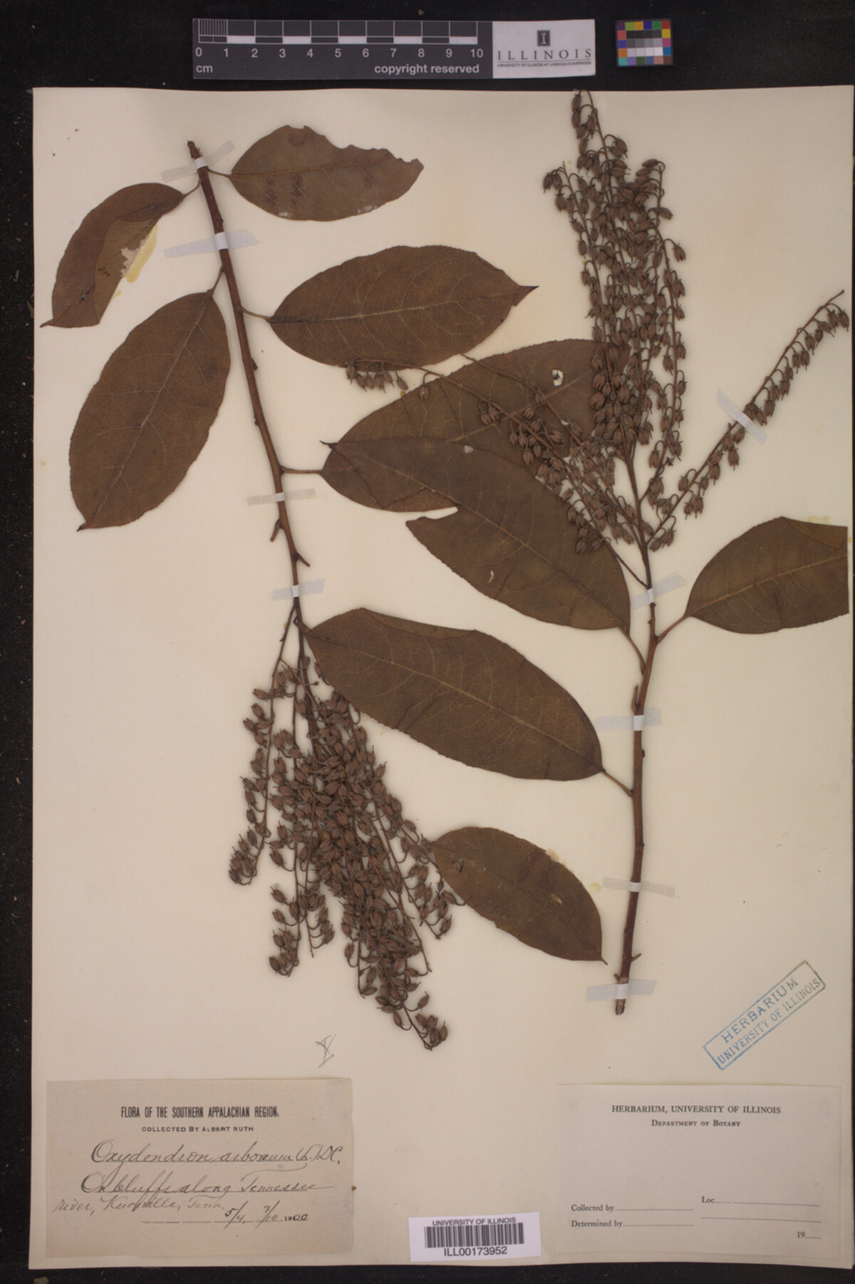 Oxydendrum arboreum image