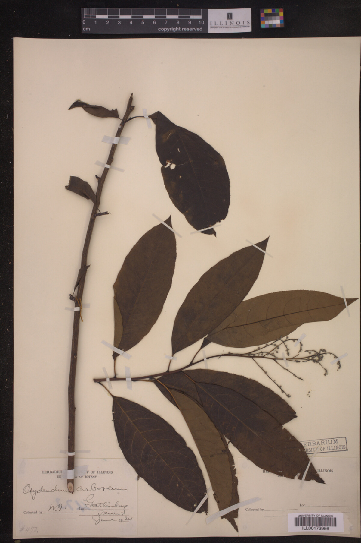 Oxydendrum arboreum image