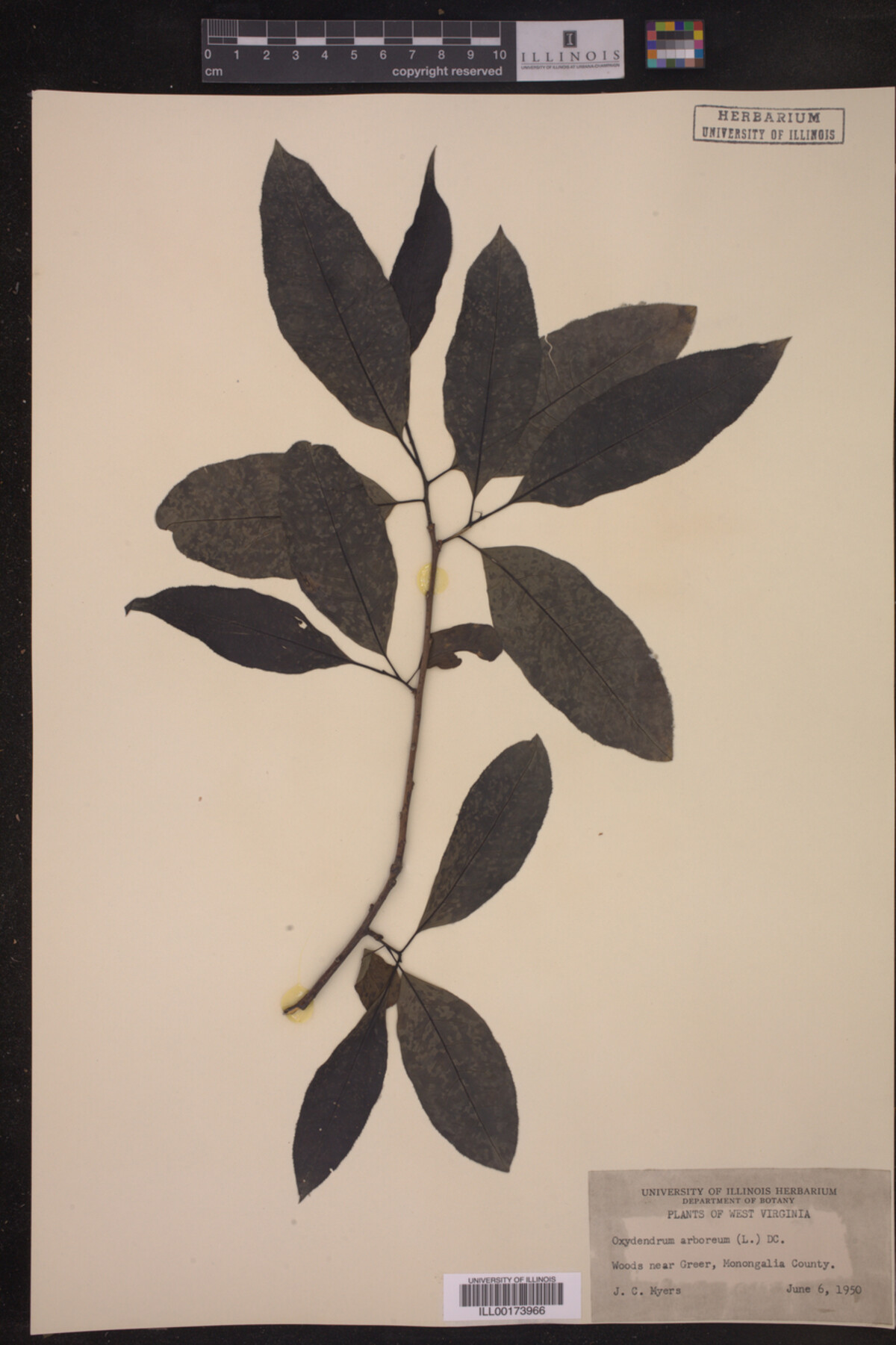 Oxydendrum arboreum image