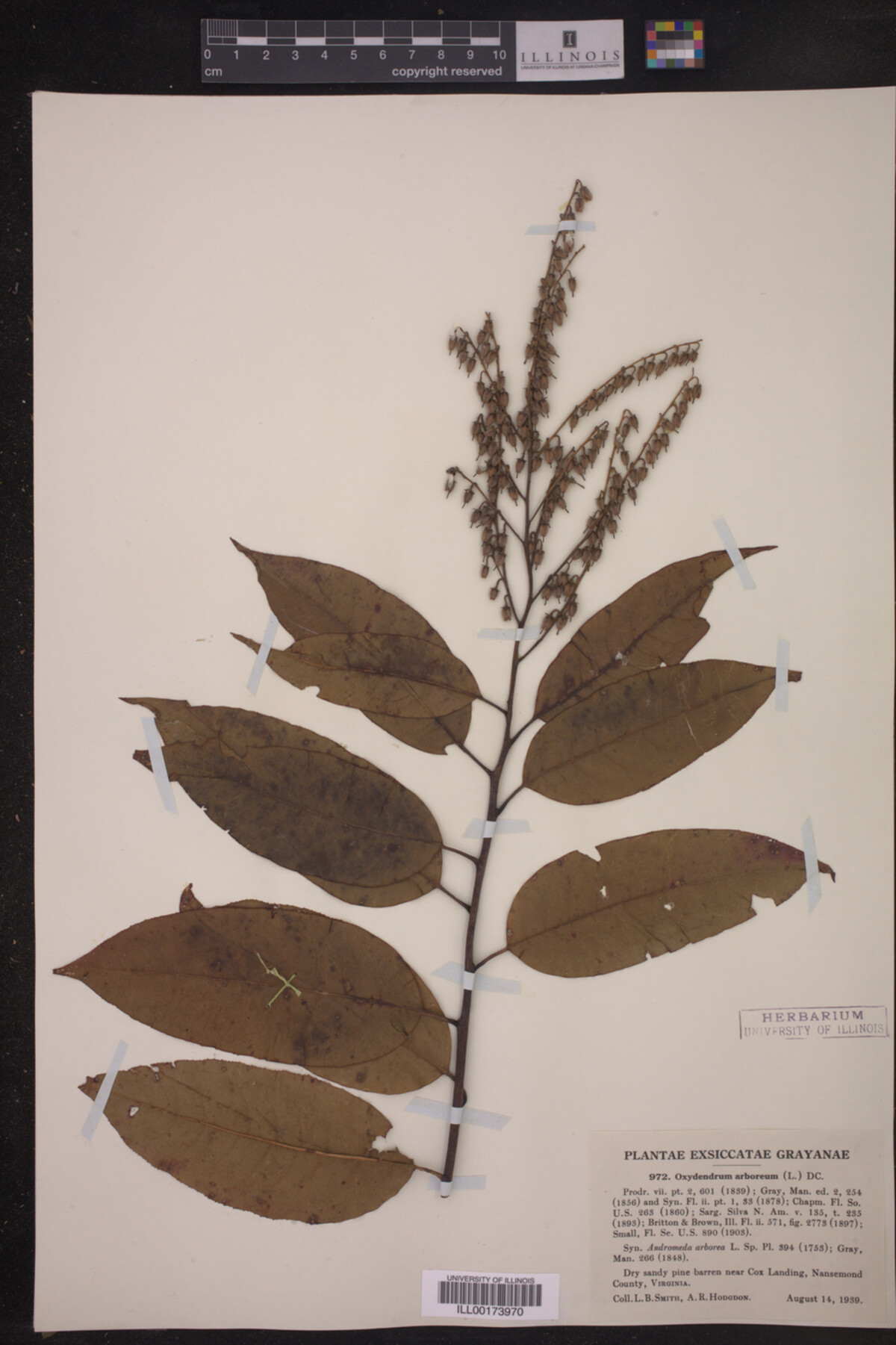 Oxydendrum image