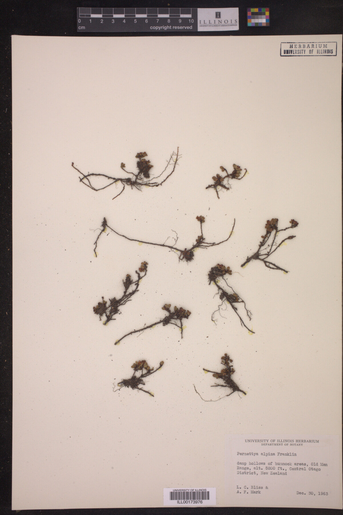 Pernettya alpina image