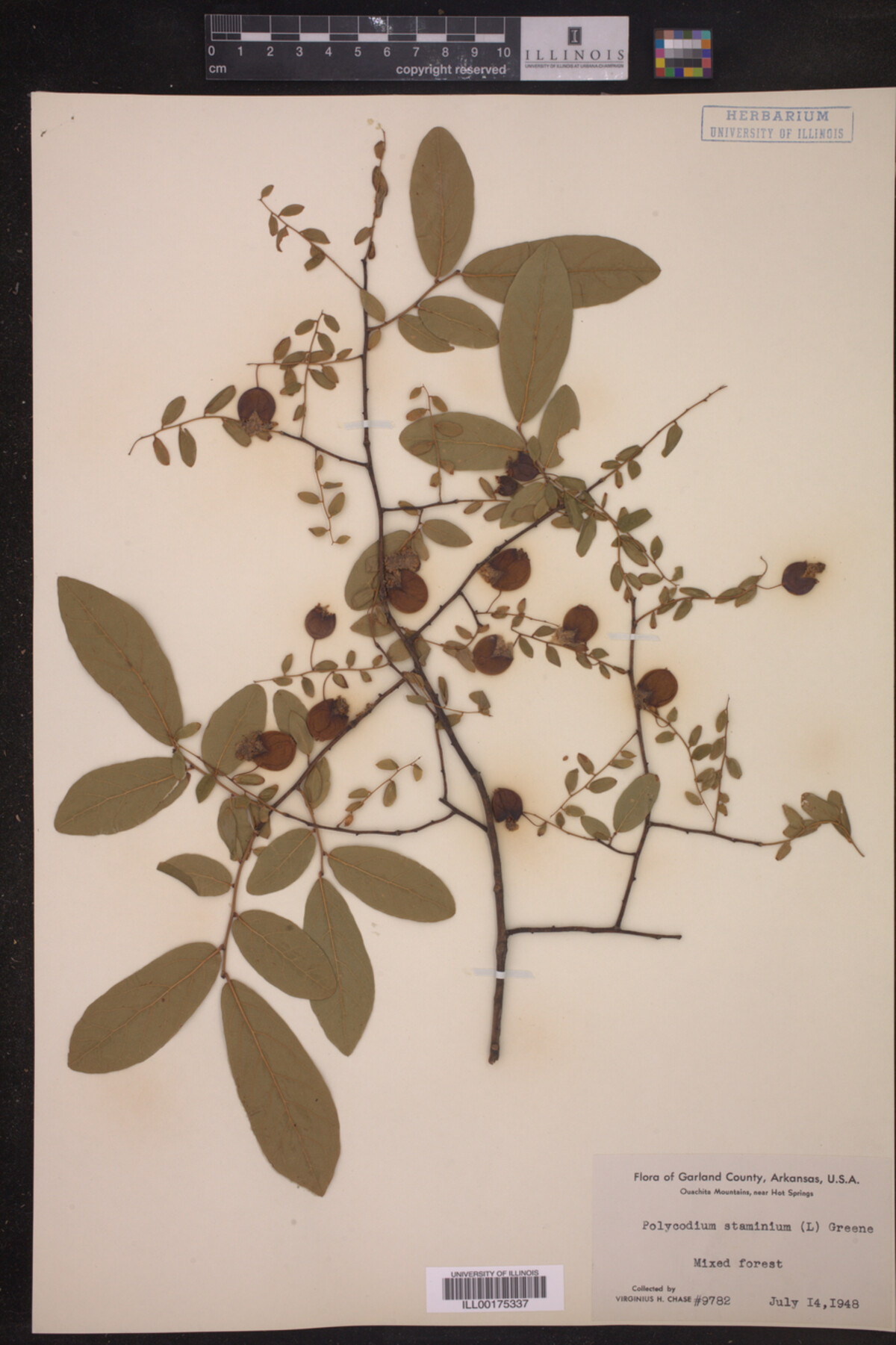 Polycodium staminium image