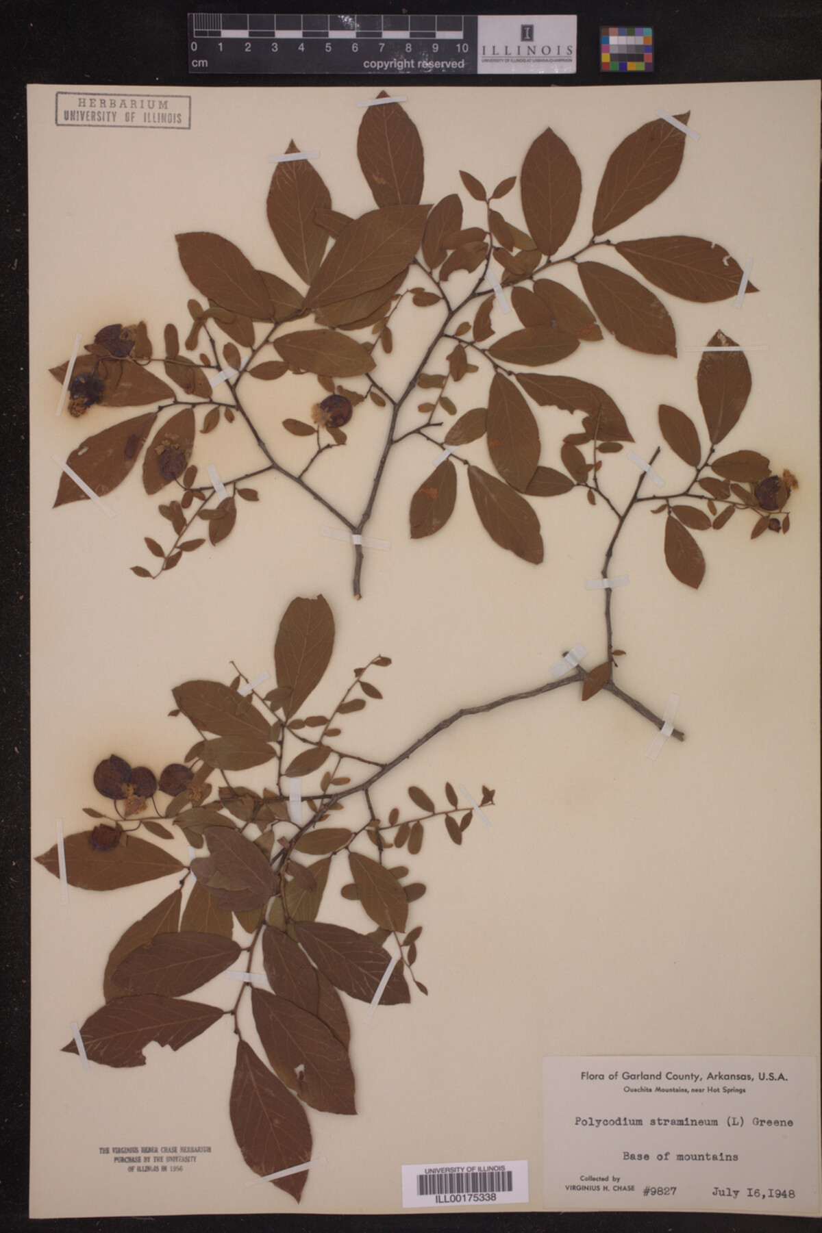 Polycodium staminium image