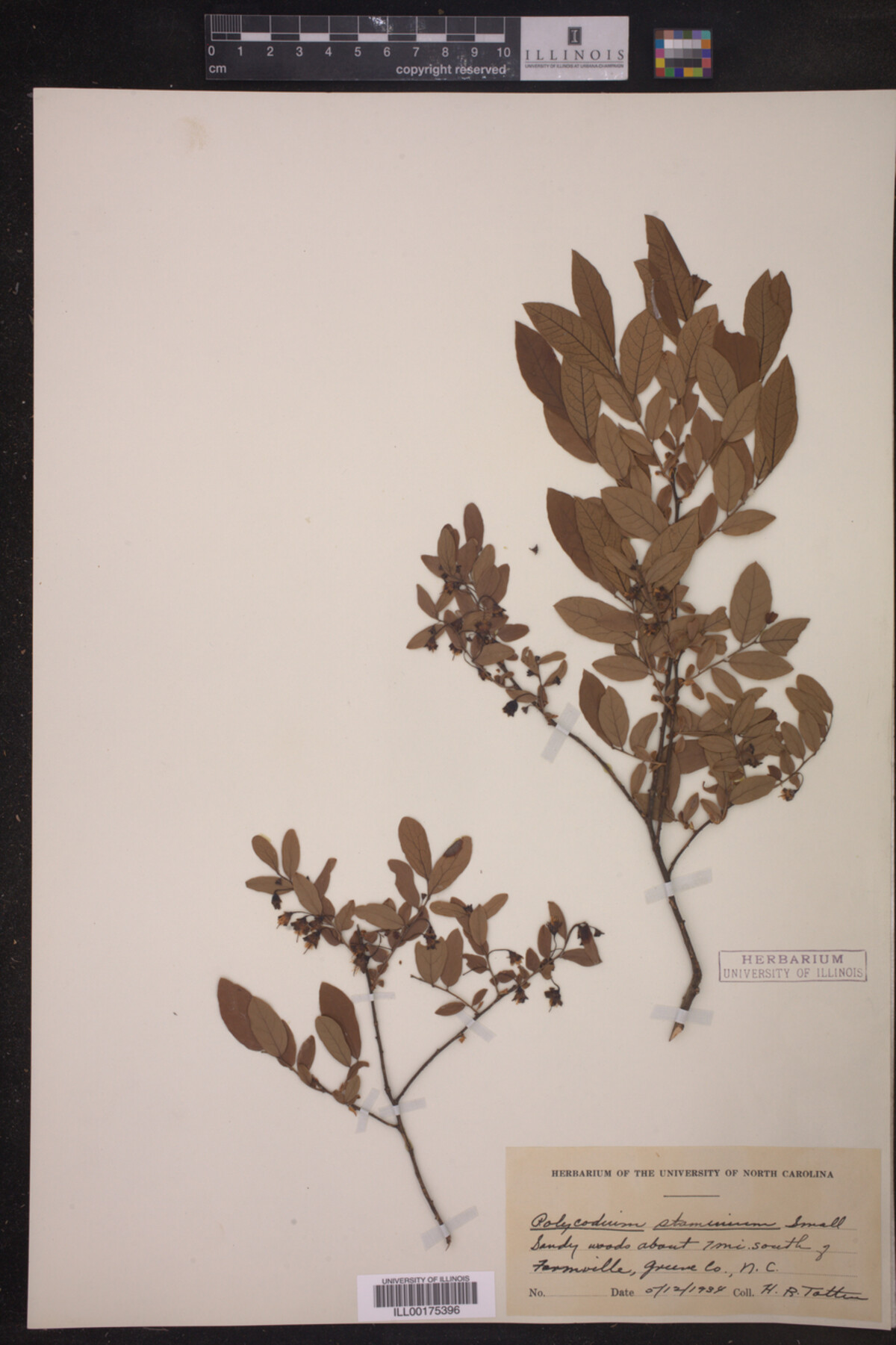 Polycodium staminium image