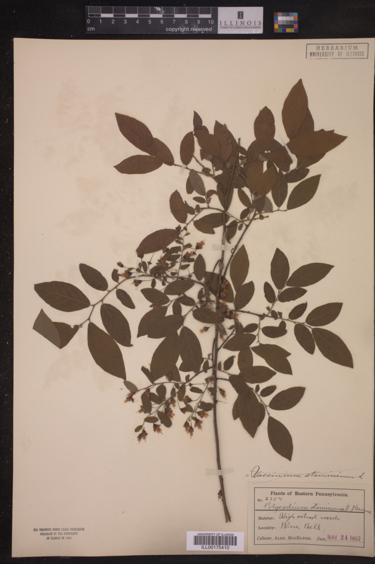 Polycodium staminium image