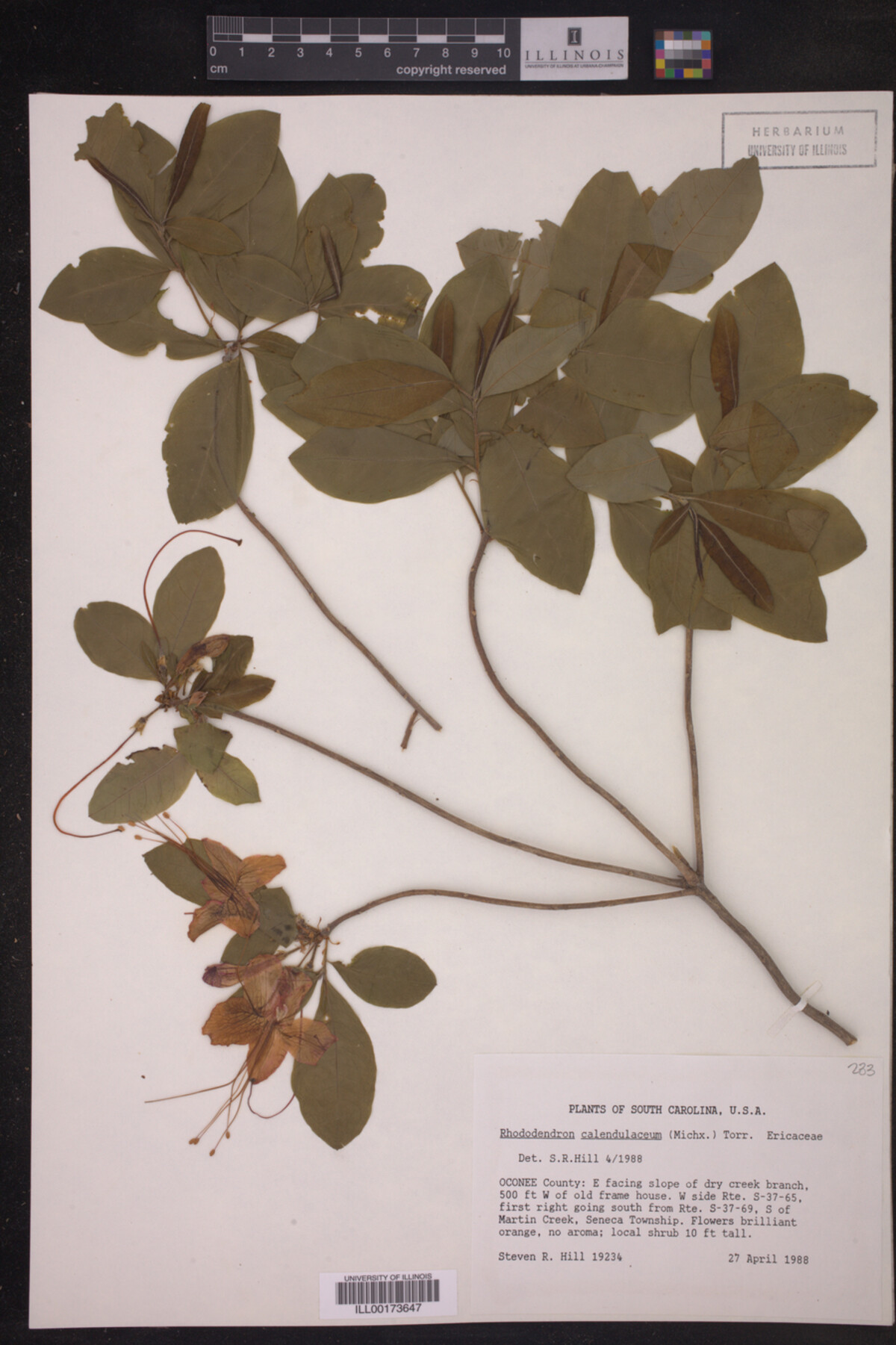 Rhododendron calendulaceum image