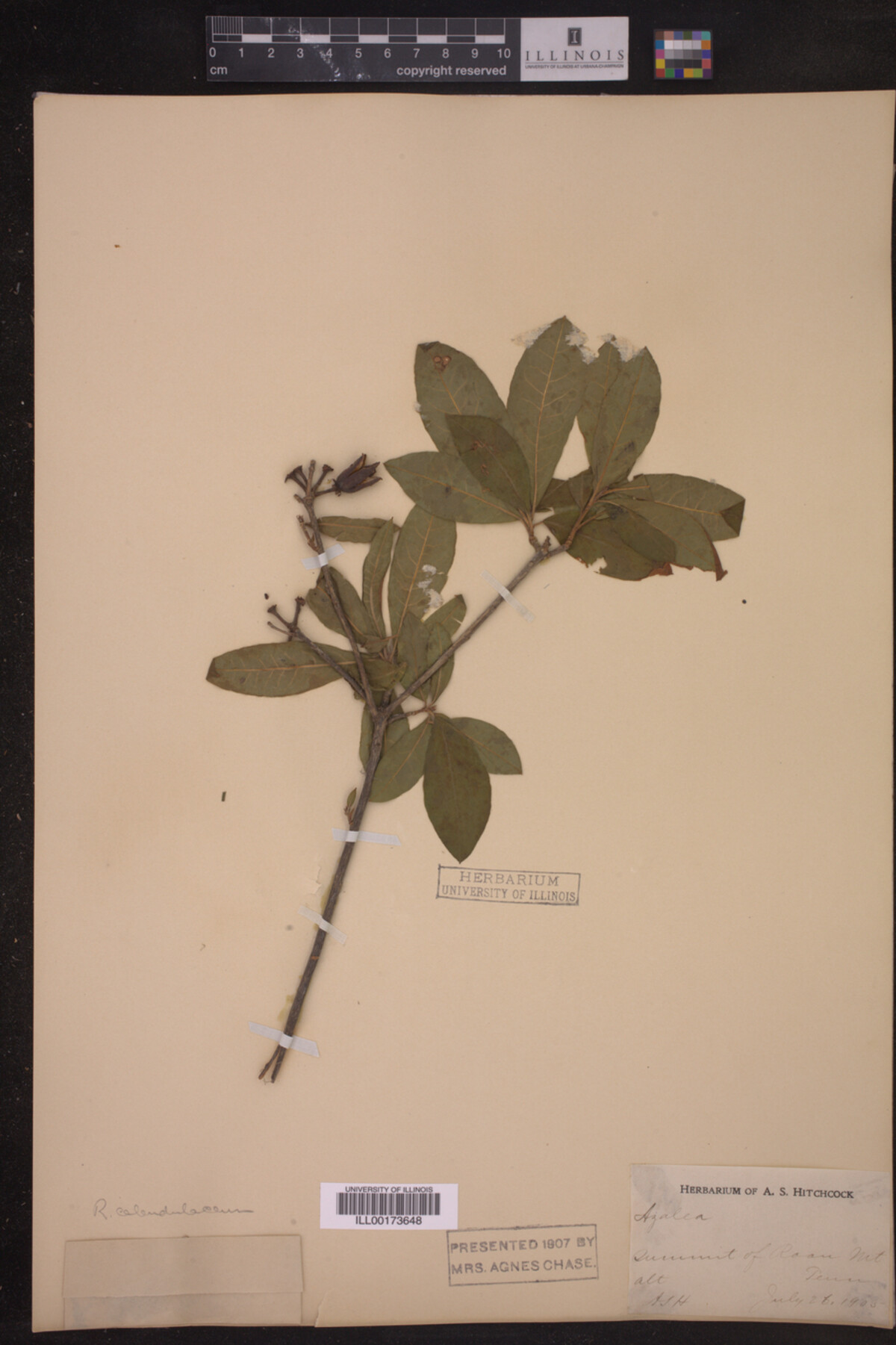 Rhododendron calendulaceum image