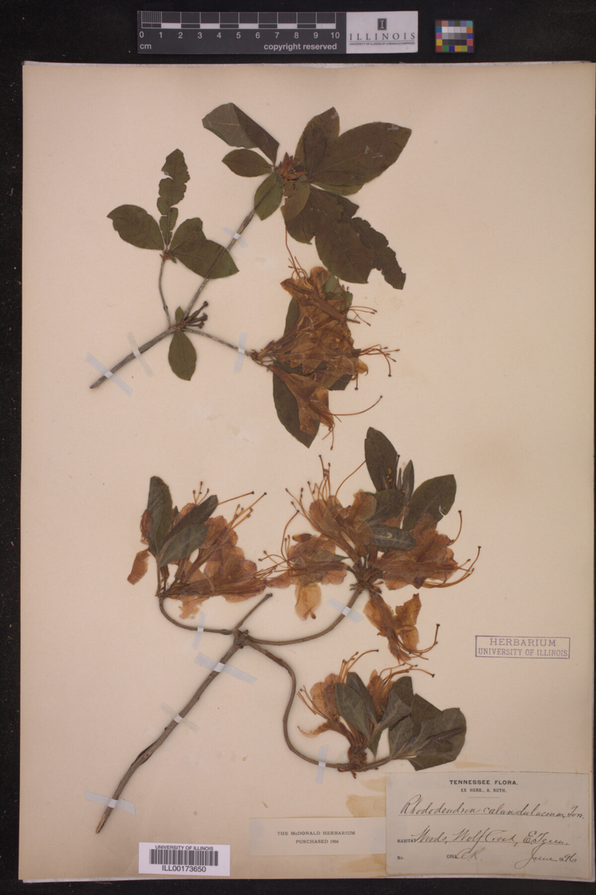 Rhododendron calendulaceum image