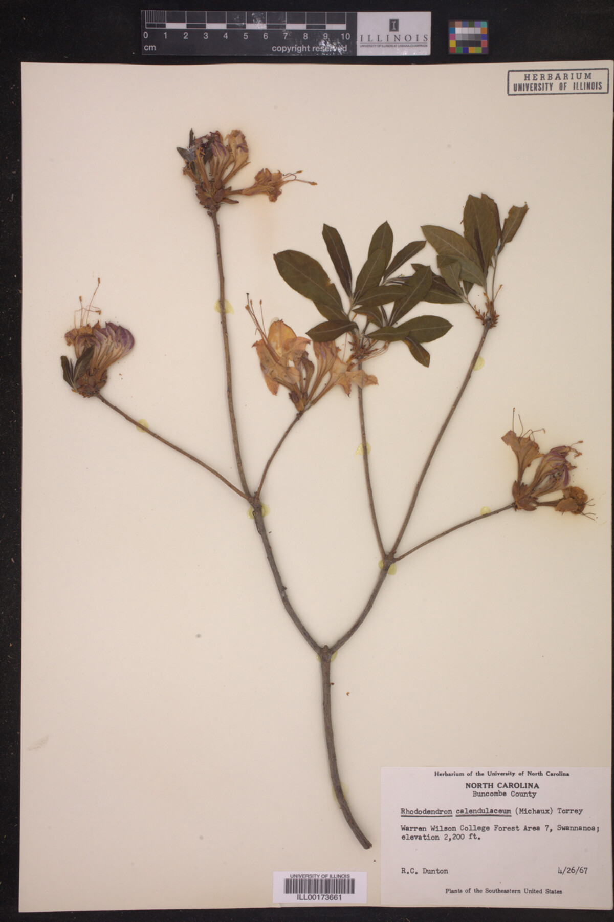 Rhododendron calendulaceum image