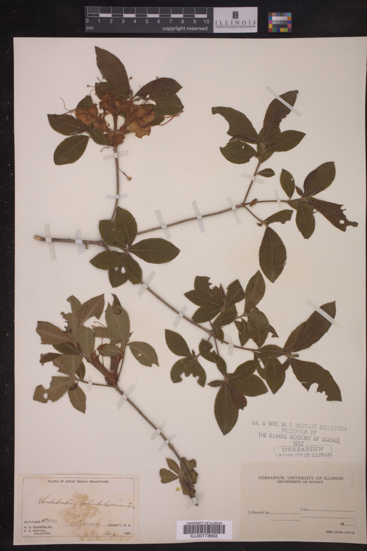 Rhododendron calendulaceum image