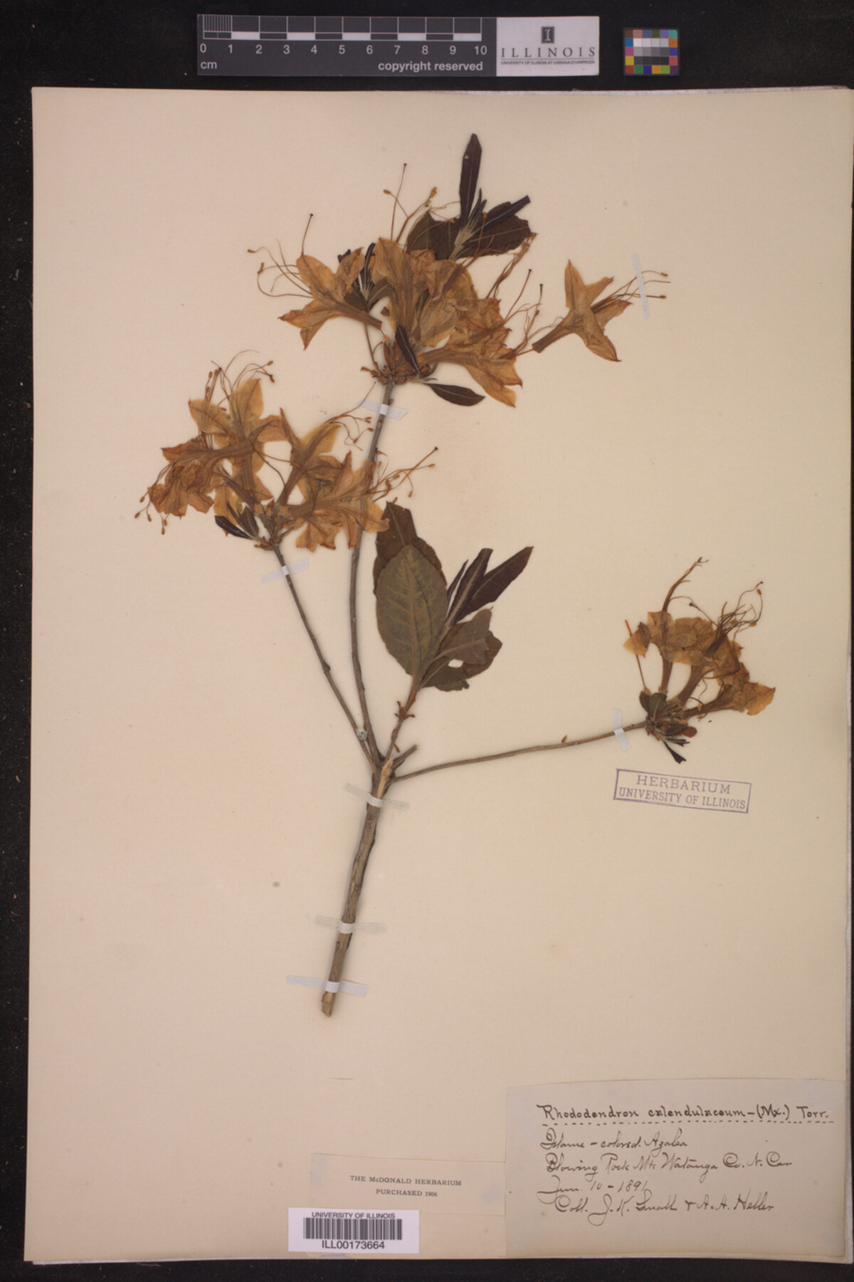 Rhododendron calendulaceum image
