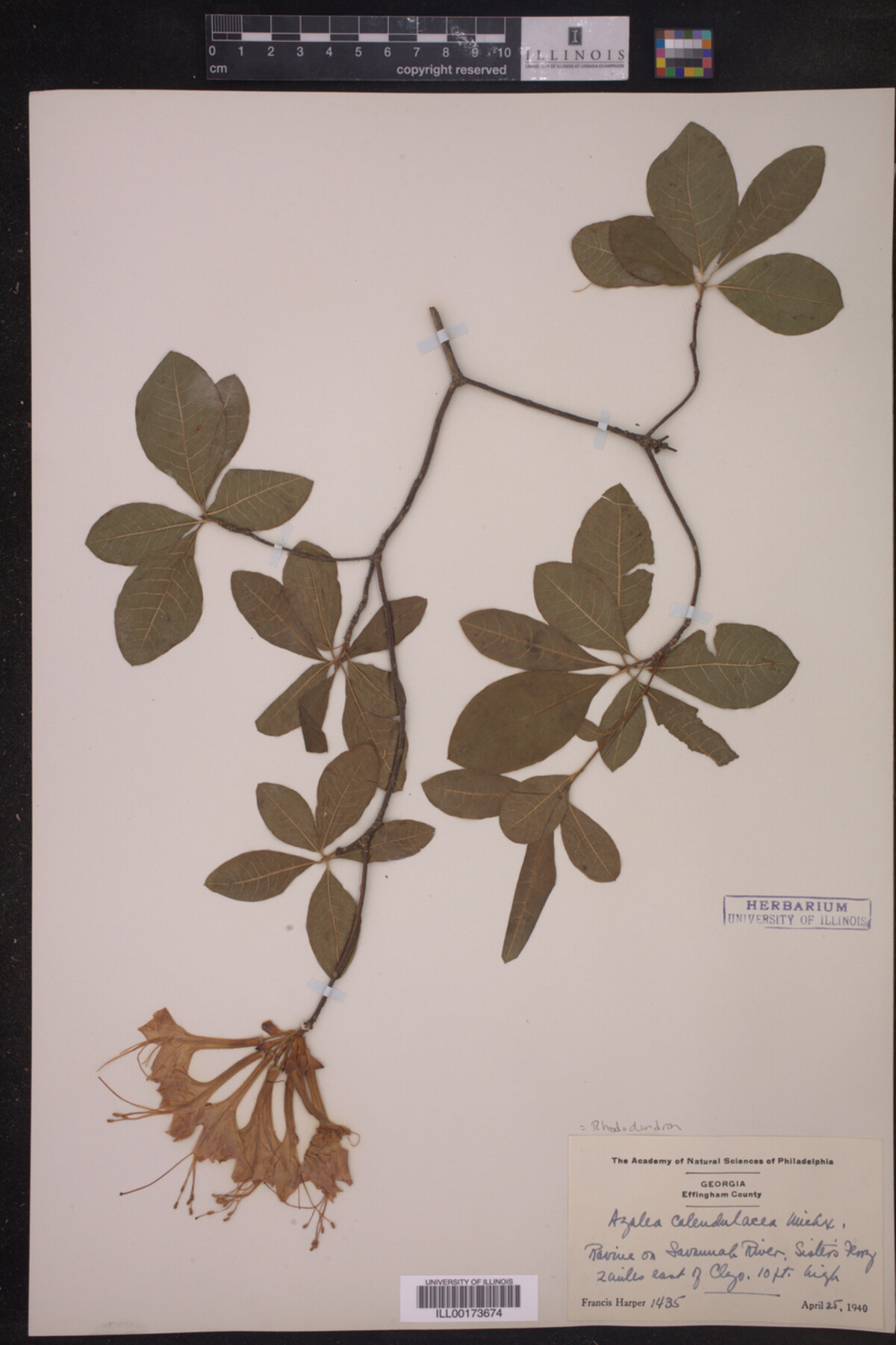 Rhododendron calendulaceum image