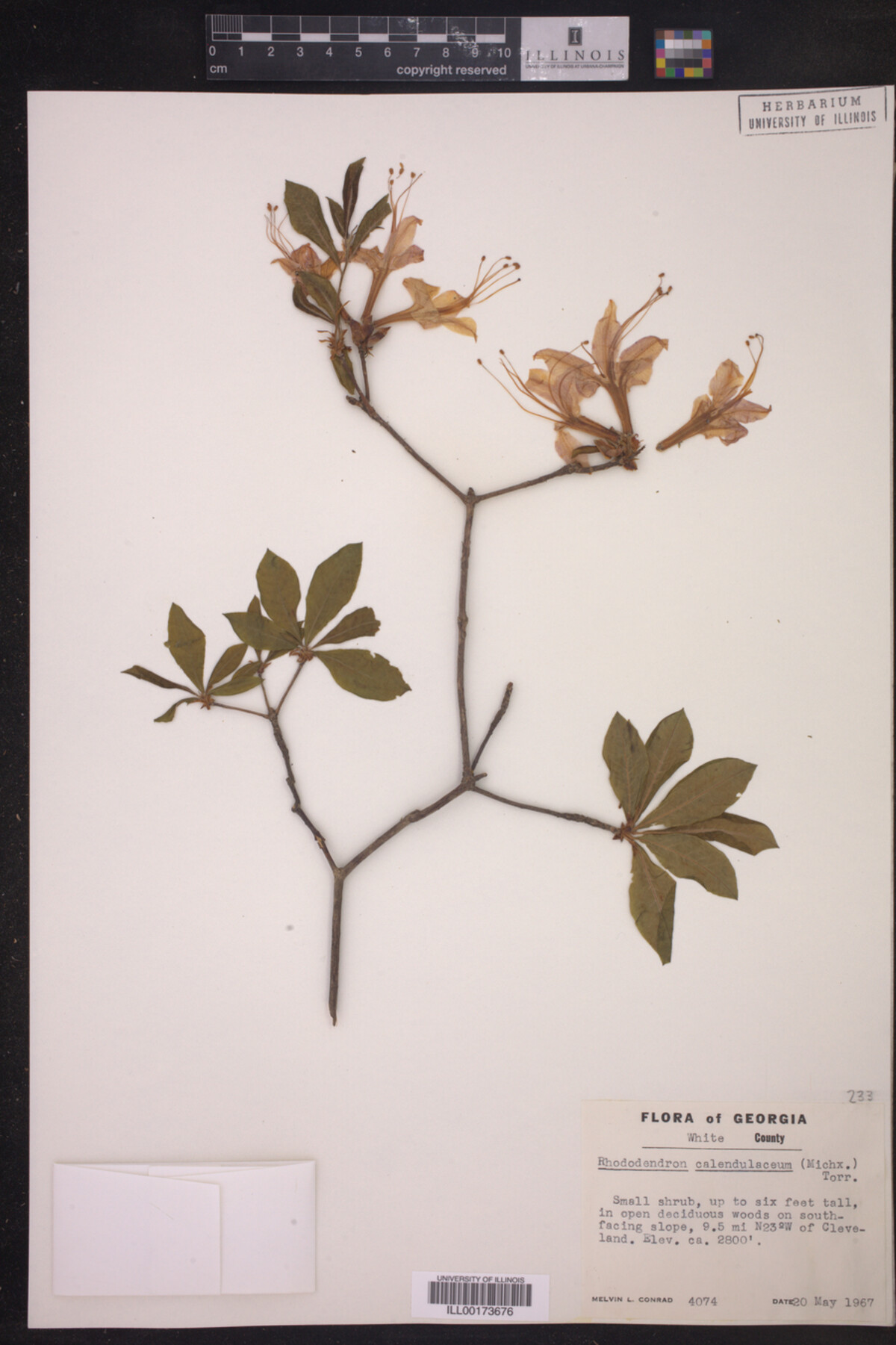 Rhododendron calendulaceum image