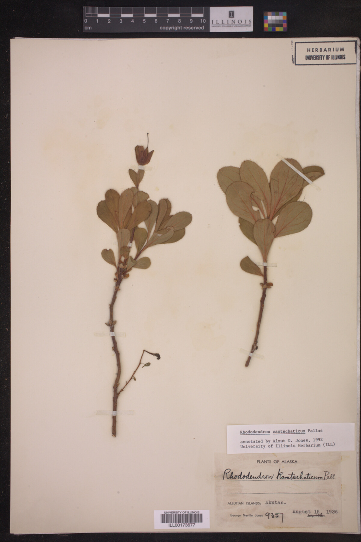 Ericaceae image