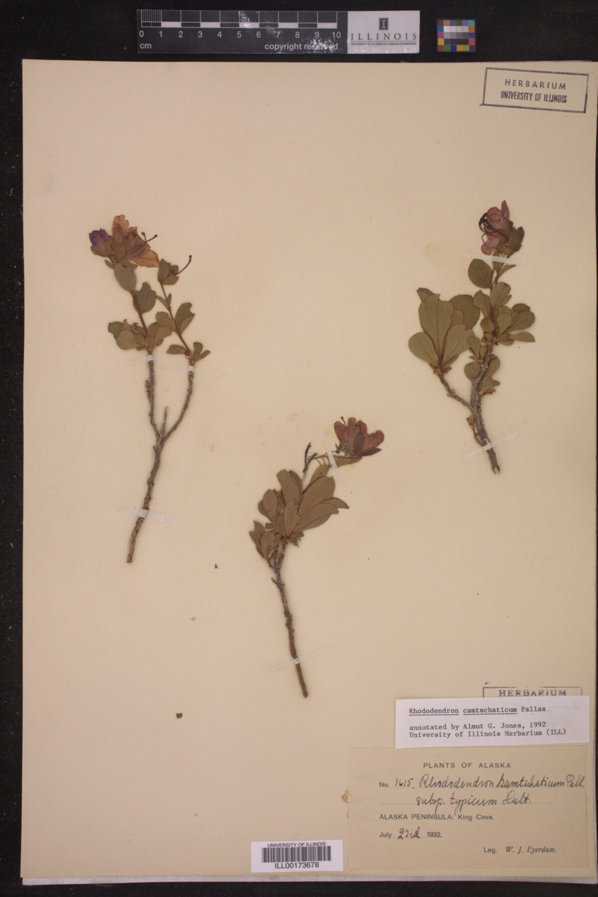 Rhododendron camtschaticum image