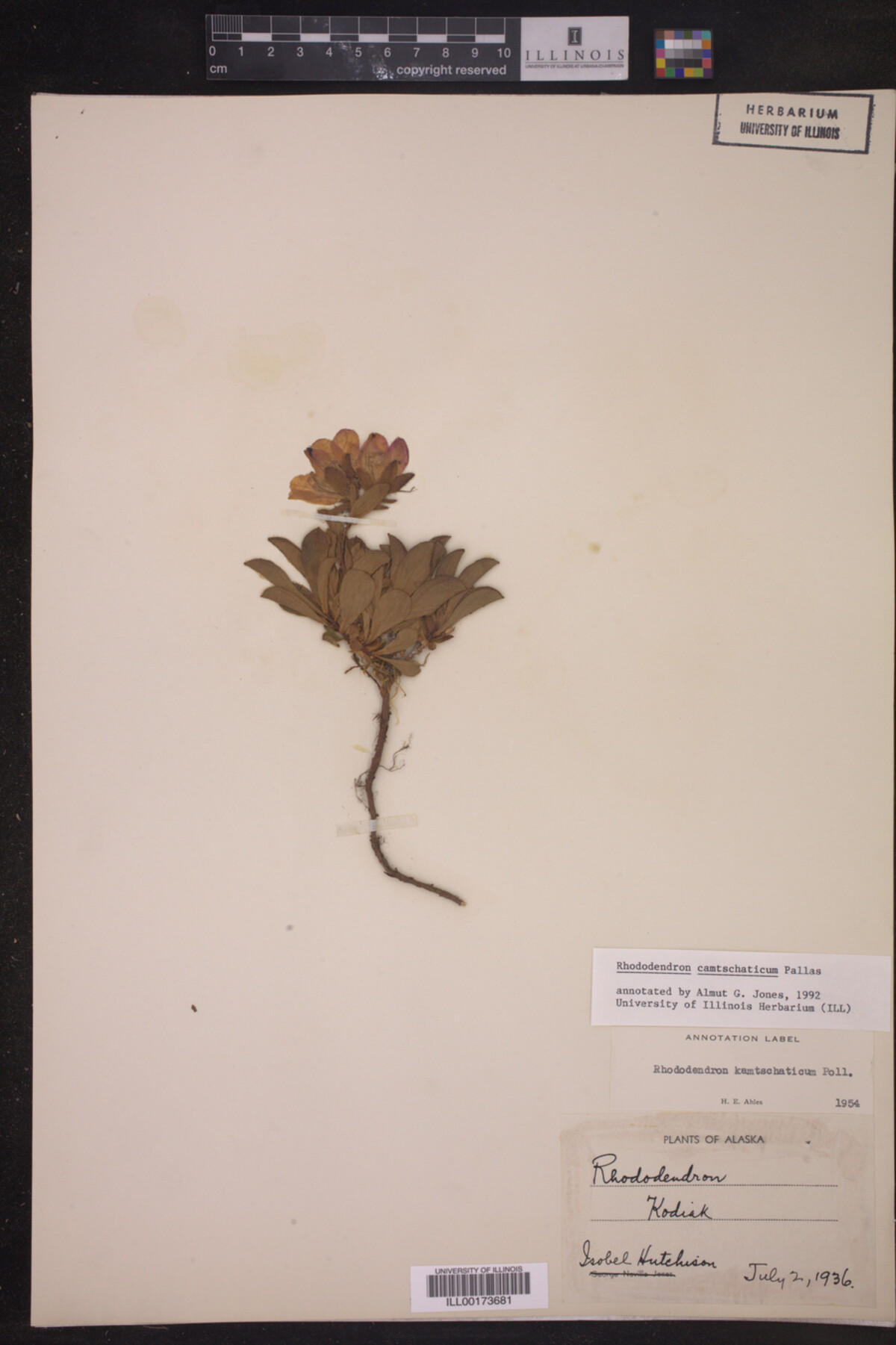 Rhododendron camtschaticum image