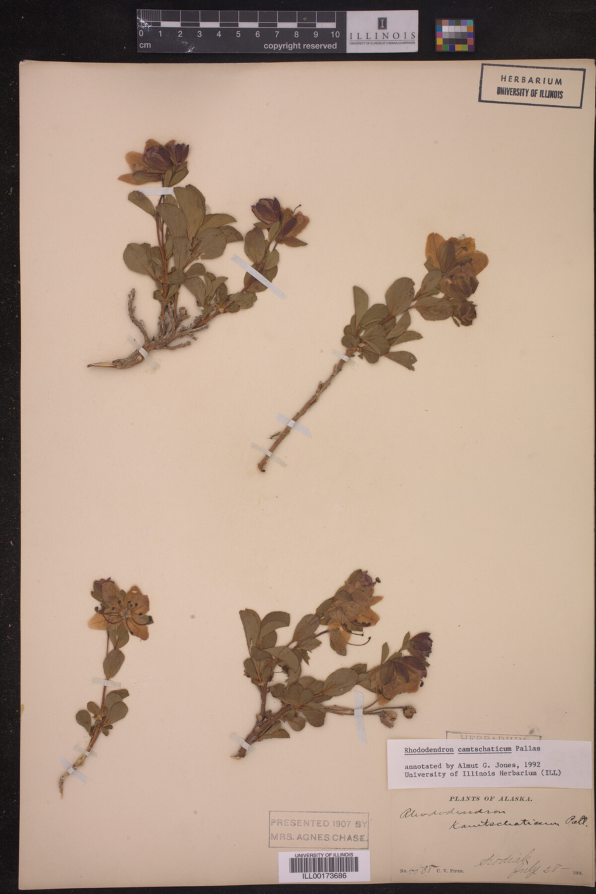 Rhododendron camtschaticum image