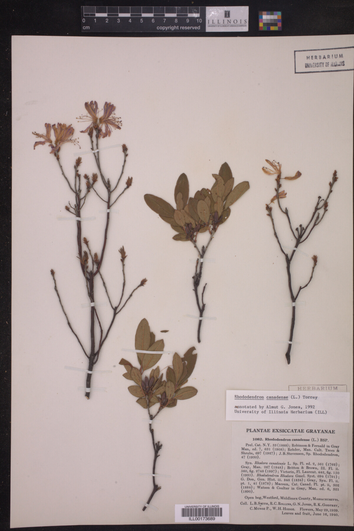 Rhododendron canadense image