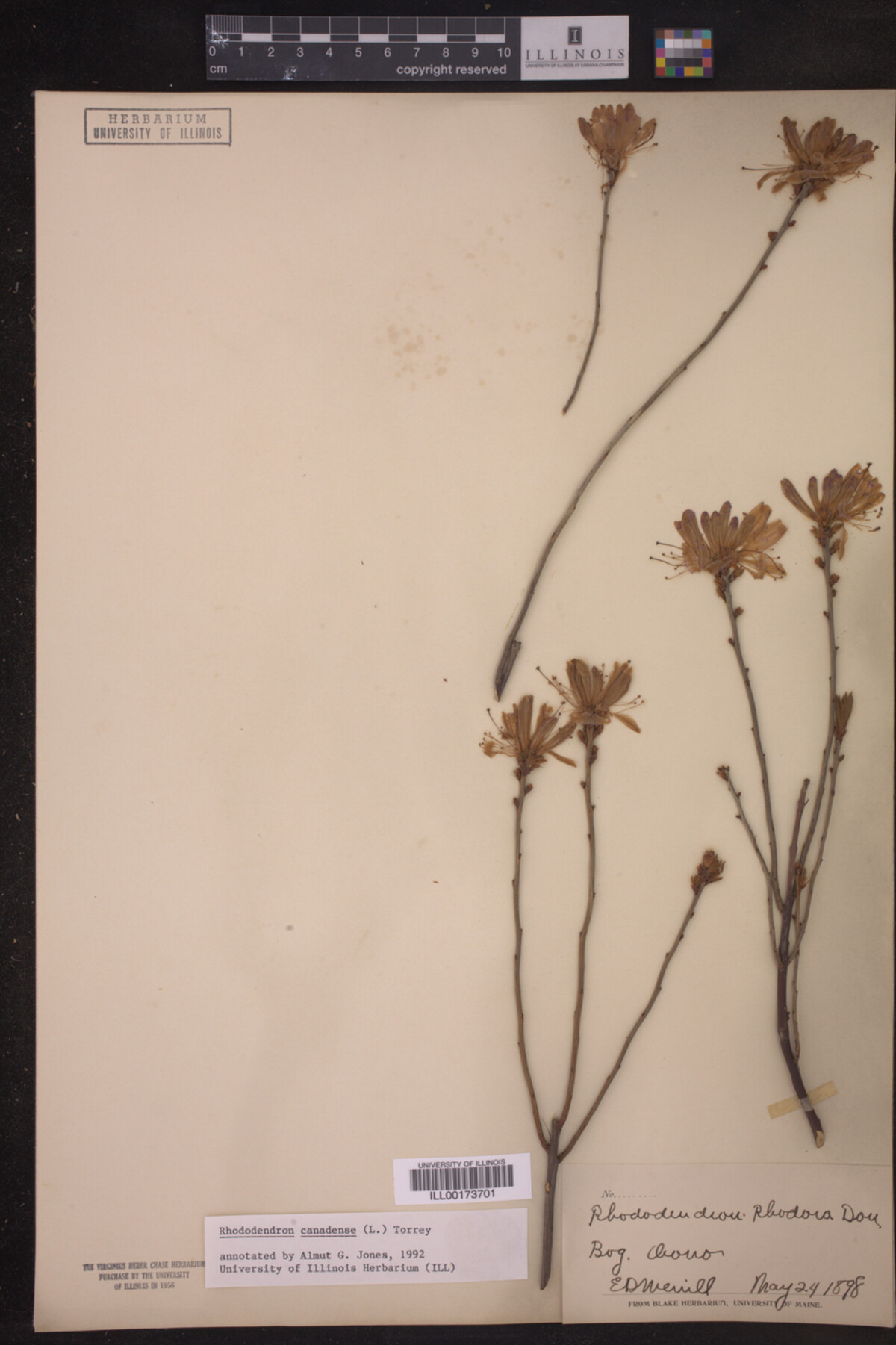 Rhododendron canadense image