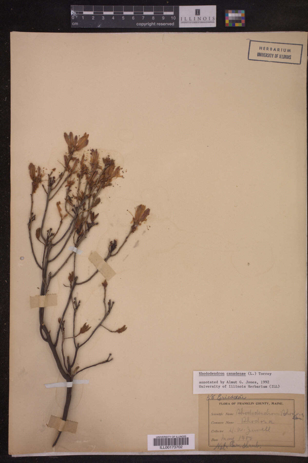 Rhododendron canadense image