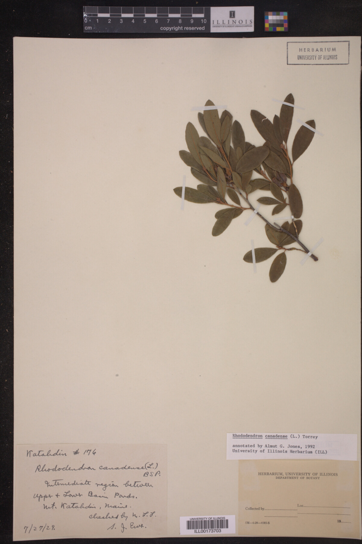 Rhododendron canadense image