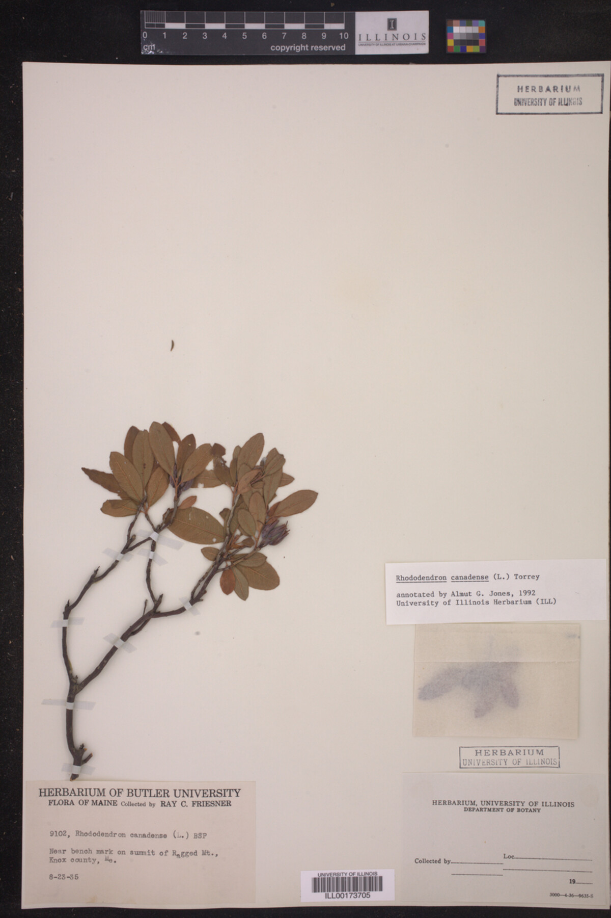 Rhododendron canadense image