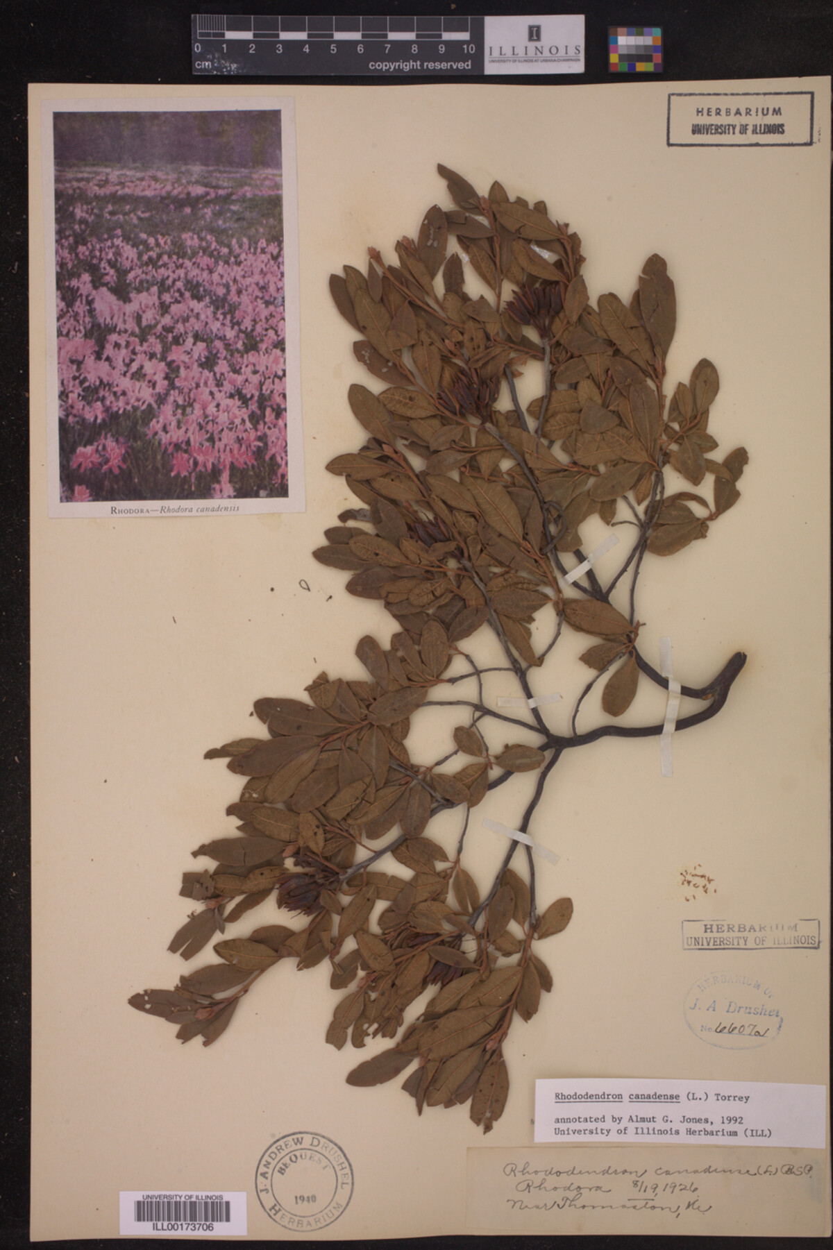 Rhododendron image