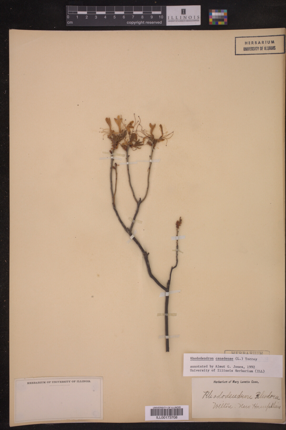 Rhododendron canadense image