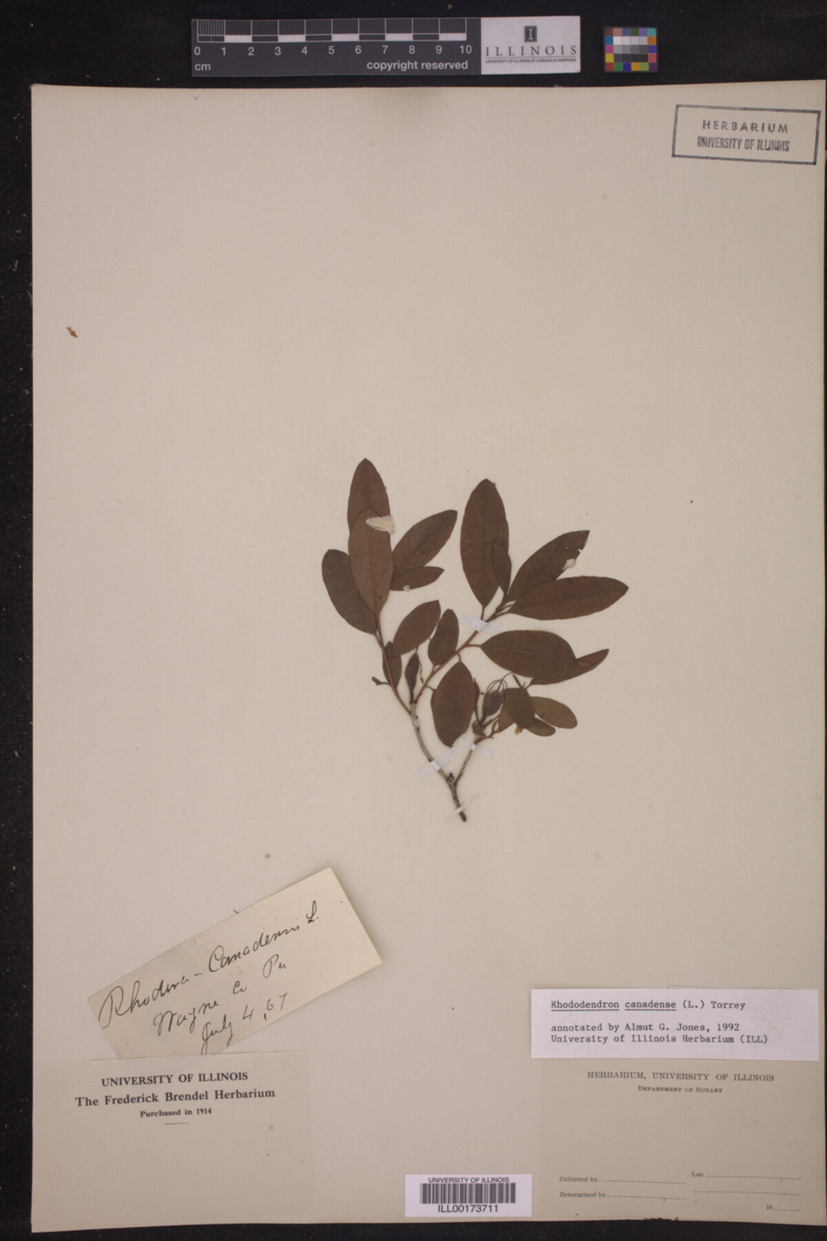 Rhododendron canadense image