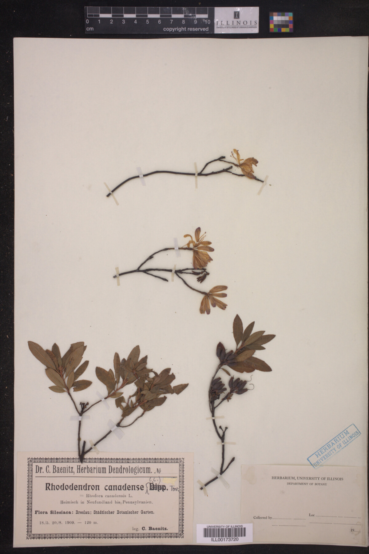 Rhododendron canadense image