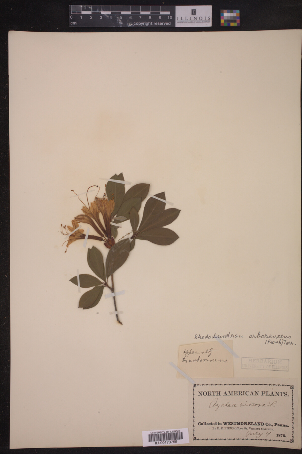 Rhododendron arborescens image