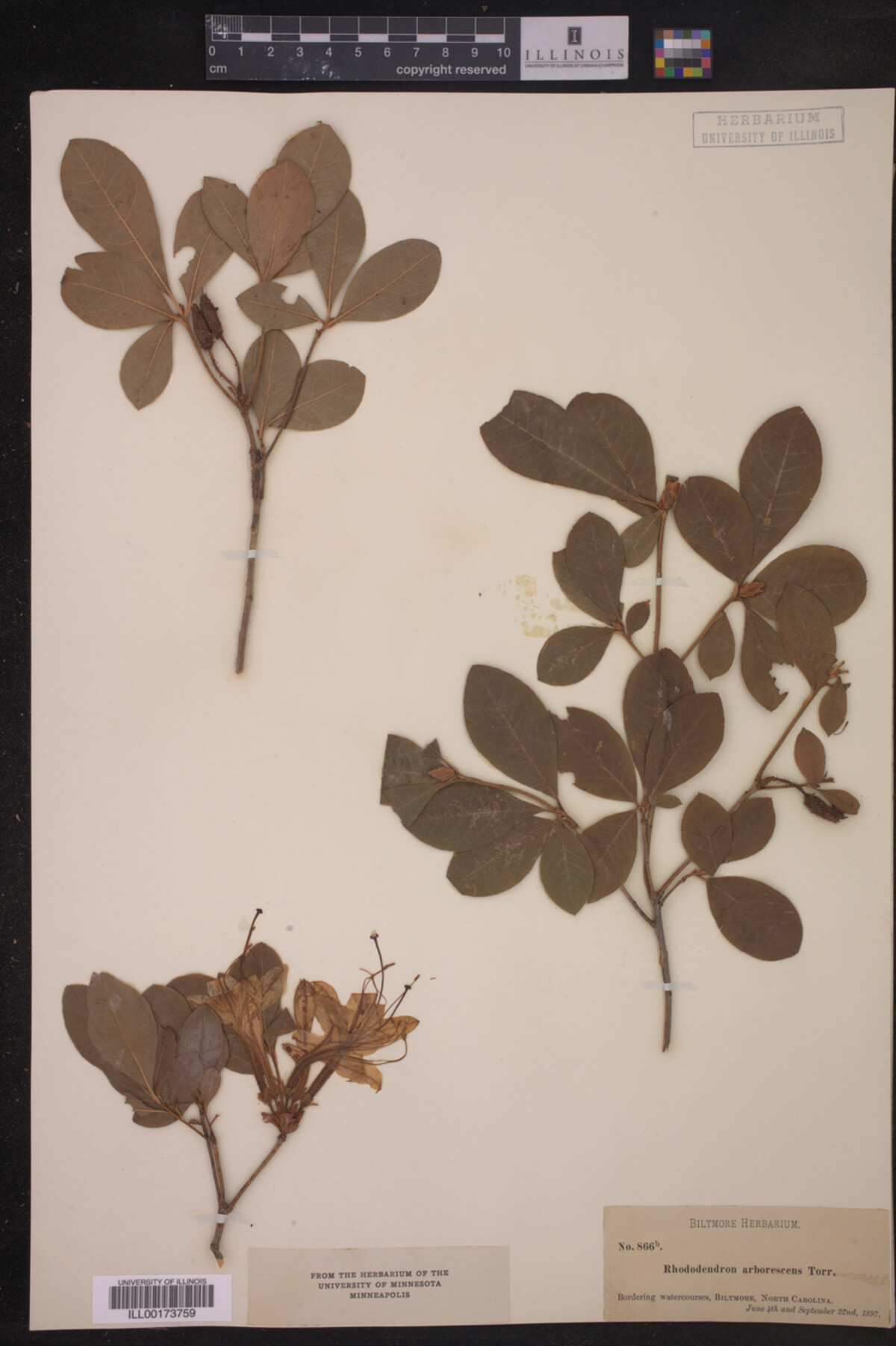 Rhododendron arborescens image
