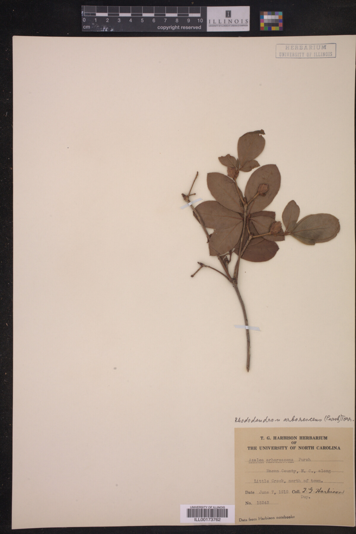 Rhododendron arborescens image