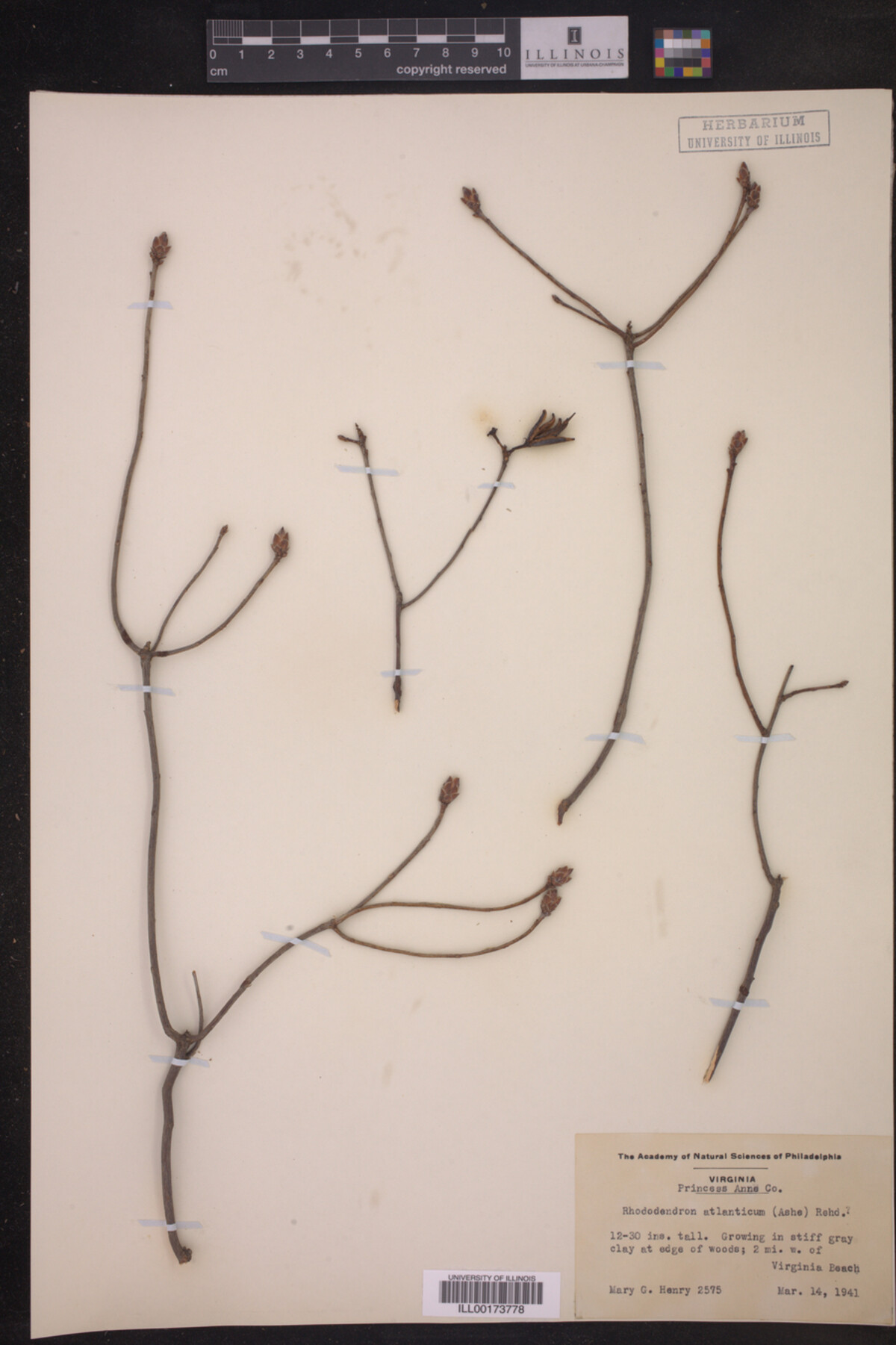 Rhododendron atlanticum image