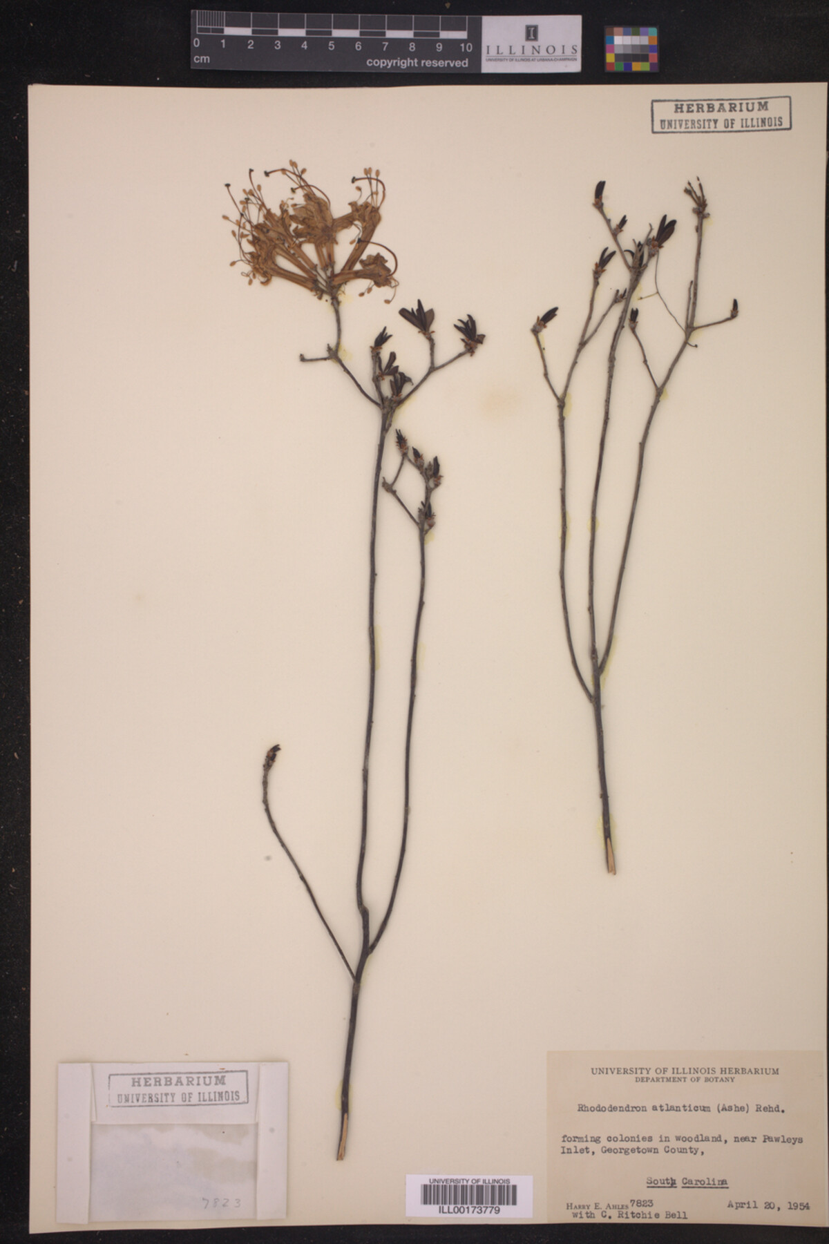 Rhododendron atlanticum image