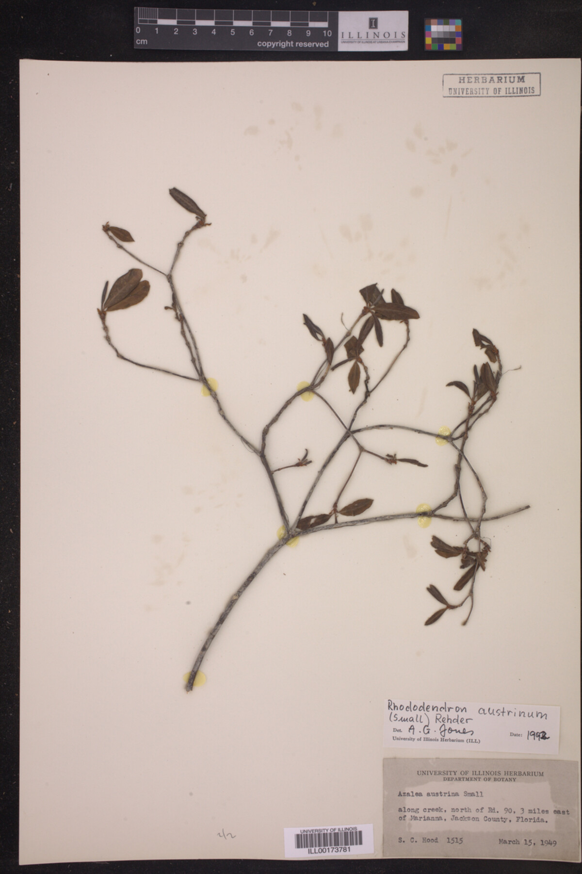 Rhododendron austrinum image