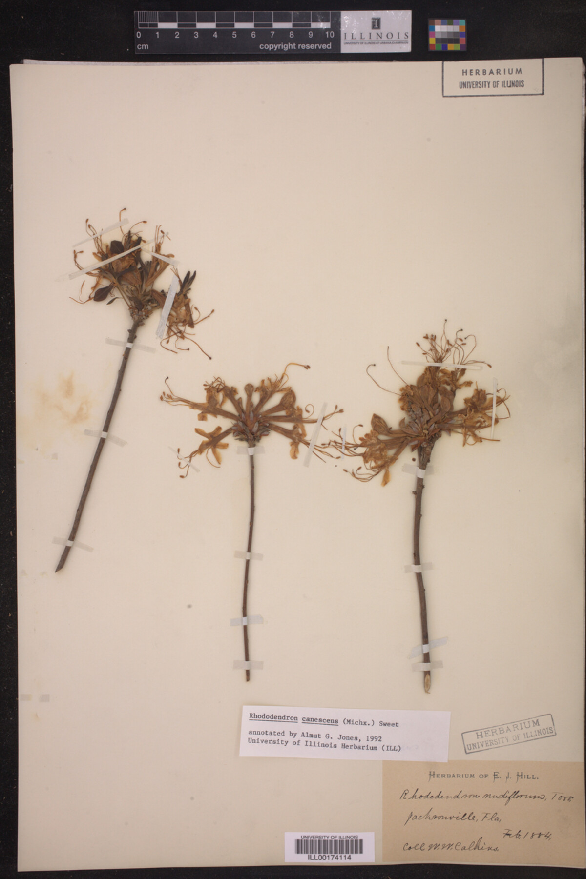 Rhododendron canescens image