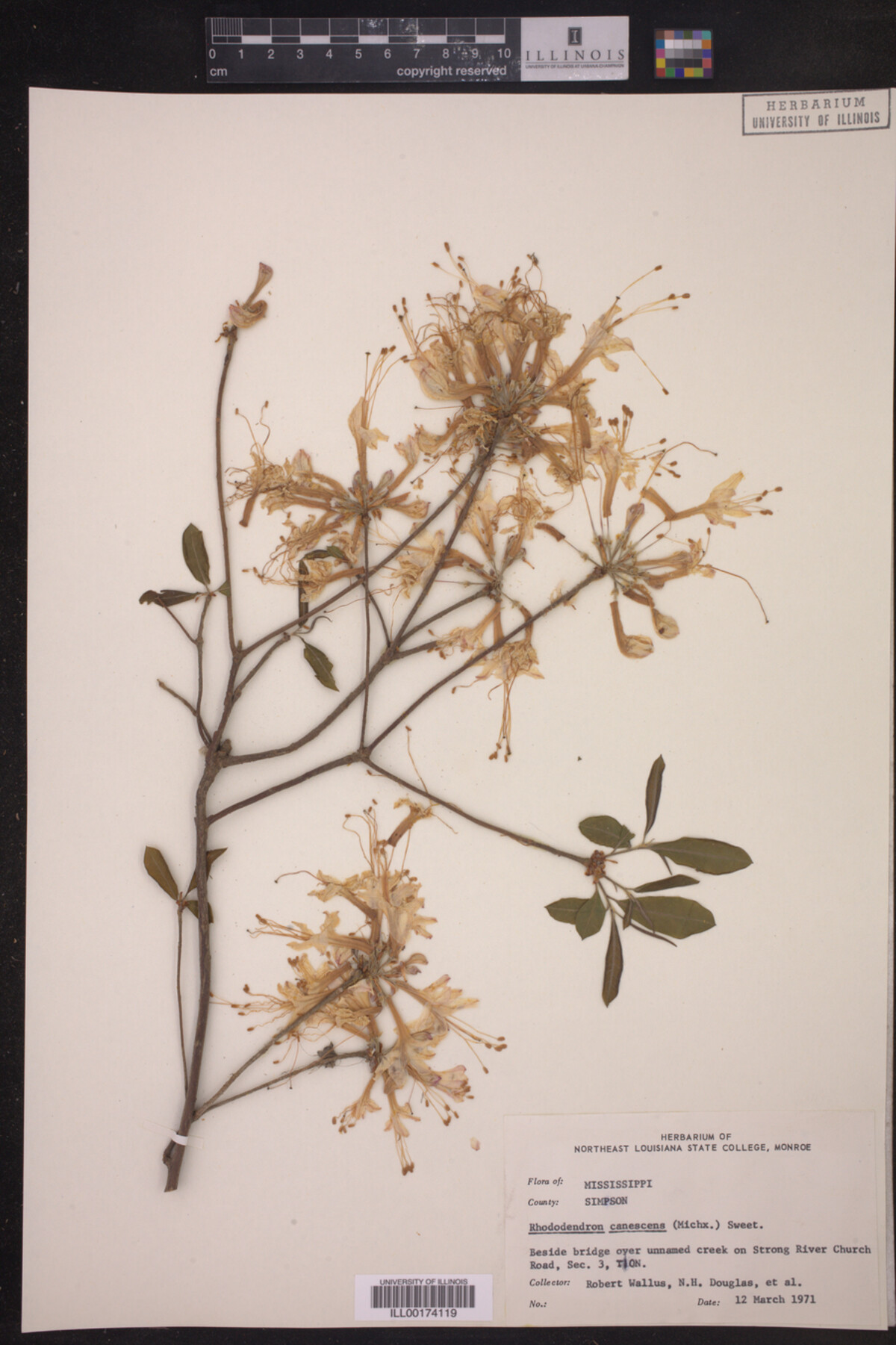 Rhododendron canescens image