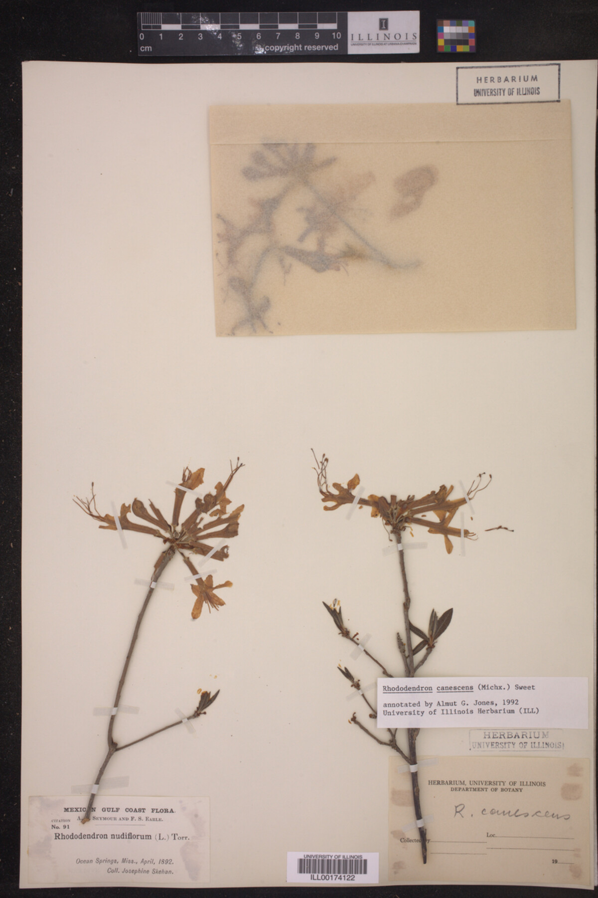 Rhododendron canescens image