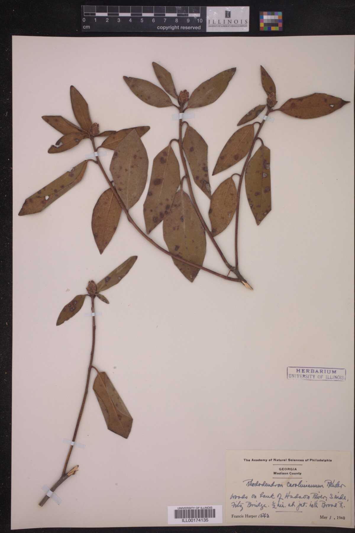 Rhododendron carolinianum image