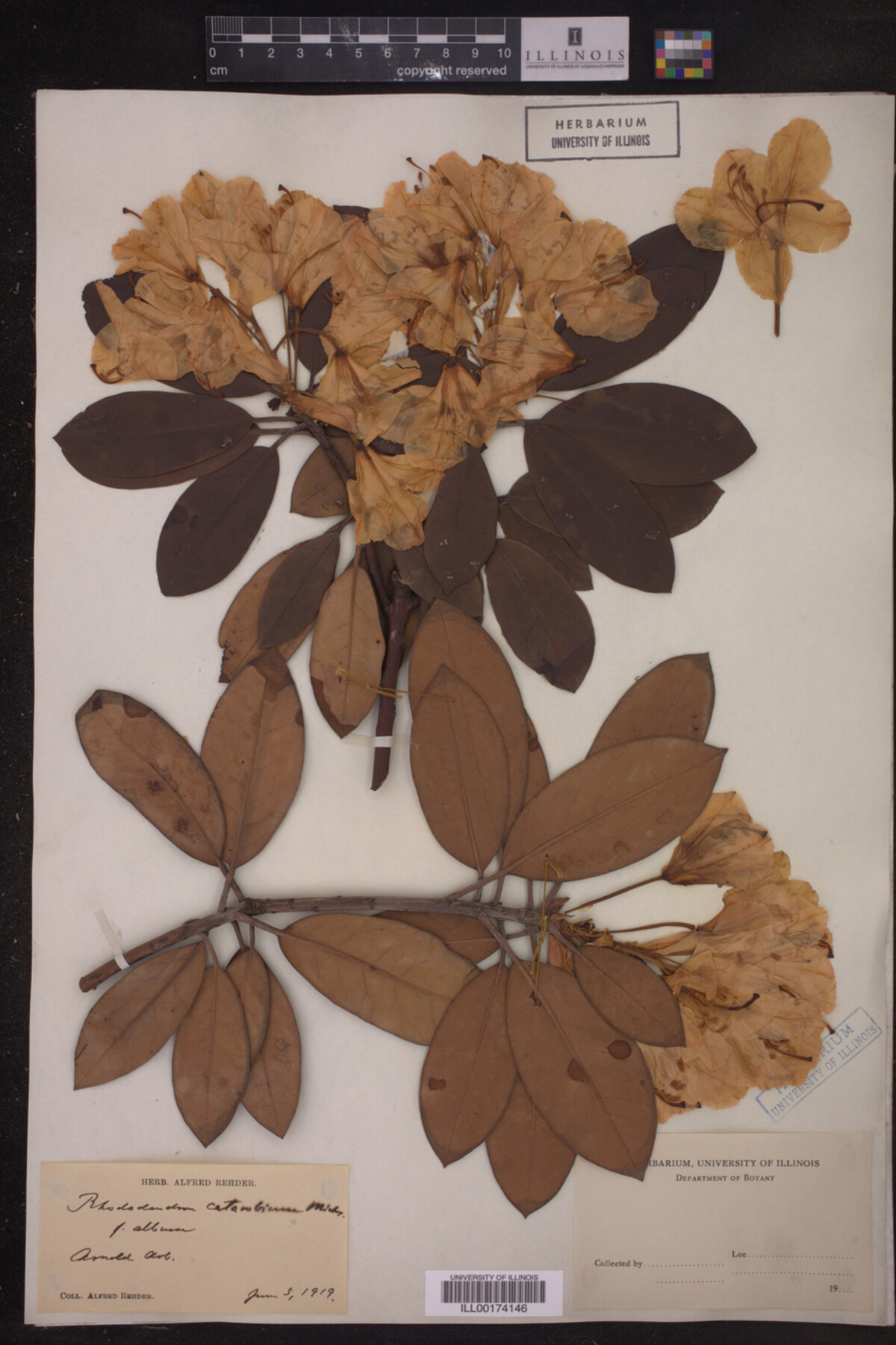 Rhododendron image