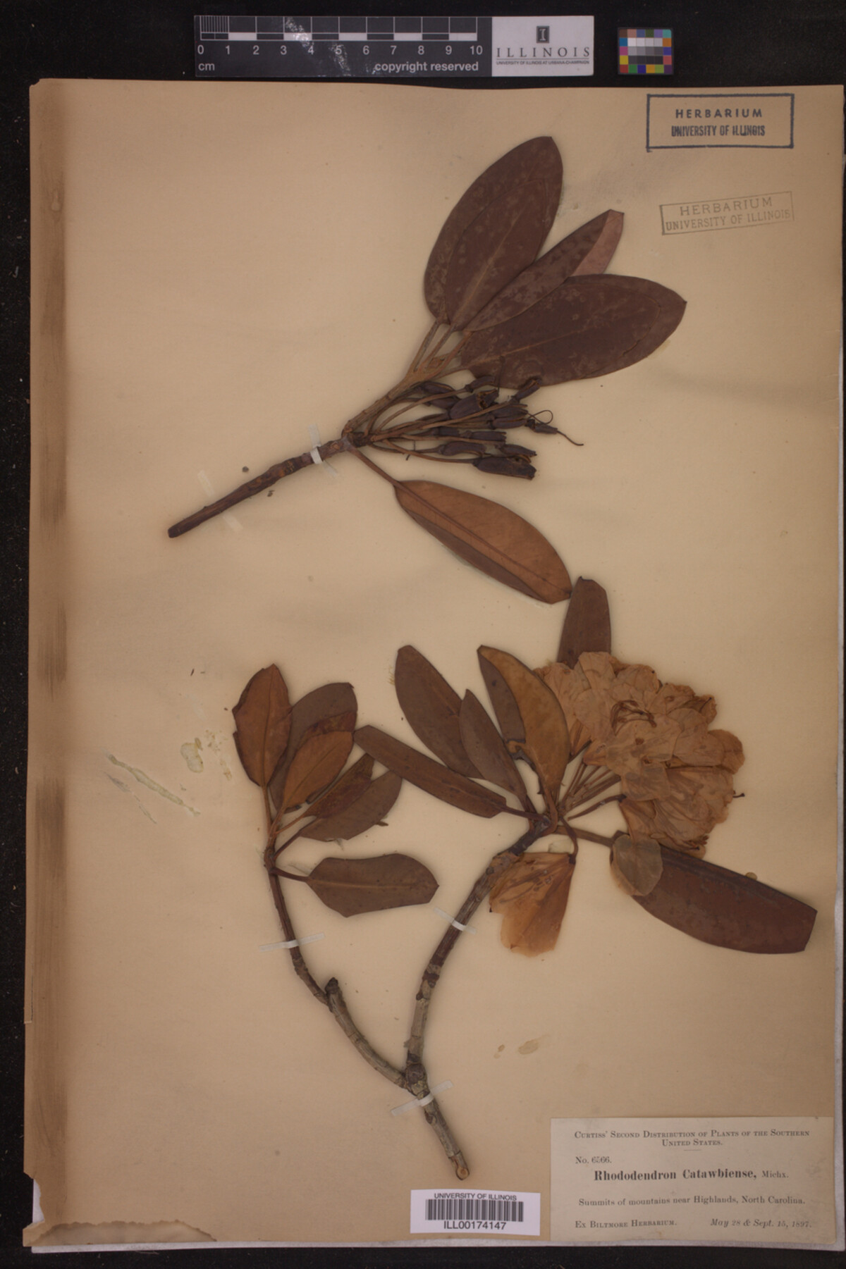 Rhododendron catawbiense image